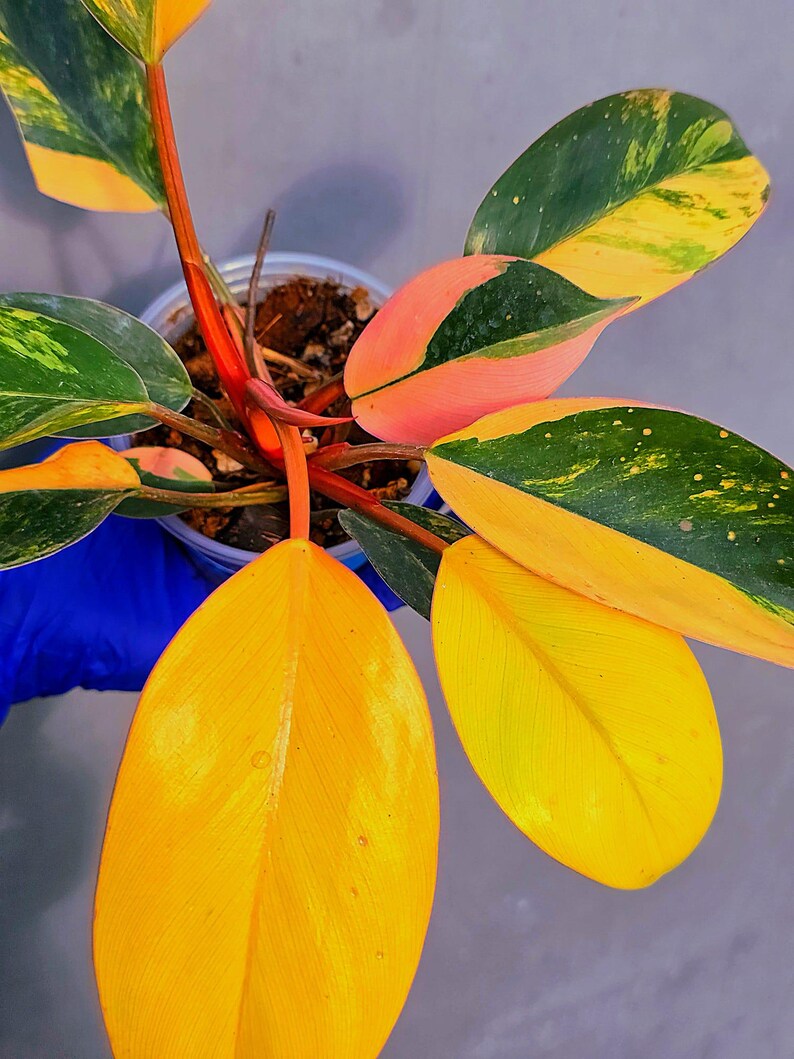 Philodendron Yellow Congo Variegated - EXACT Plant - (June-22-50)