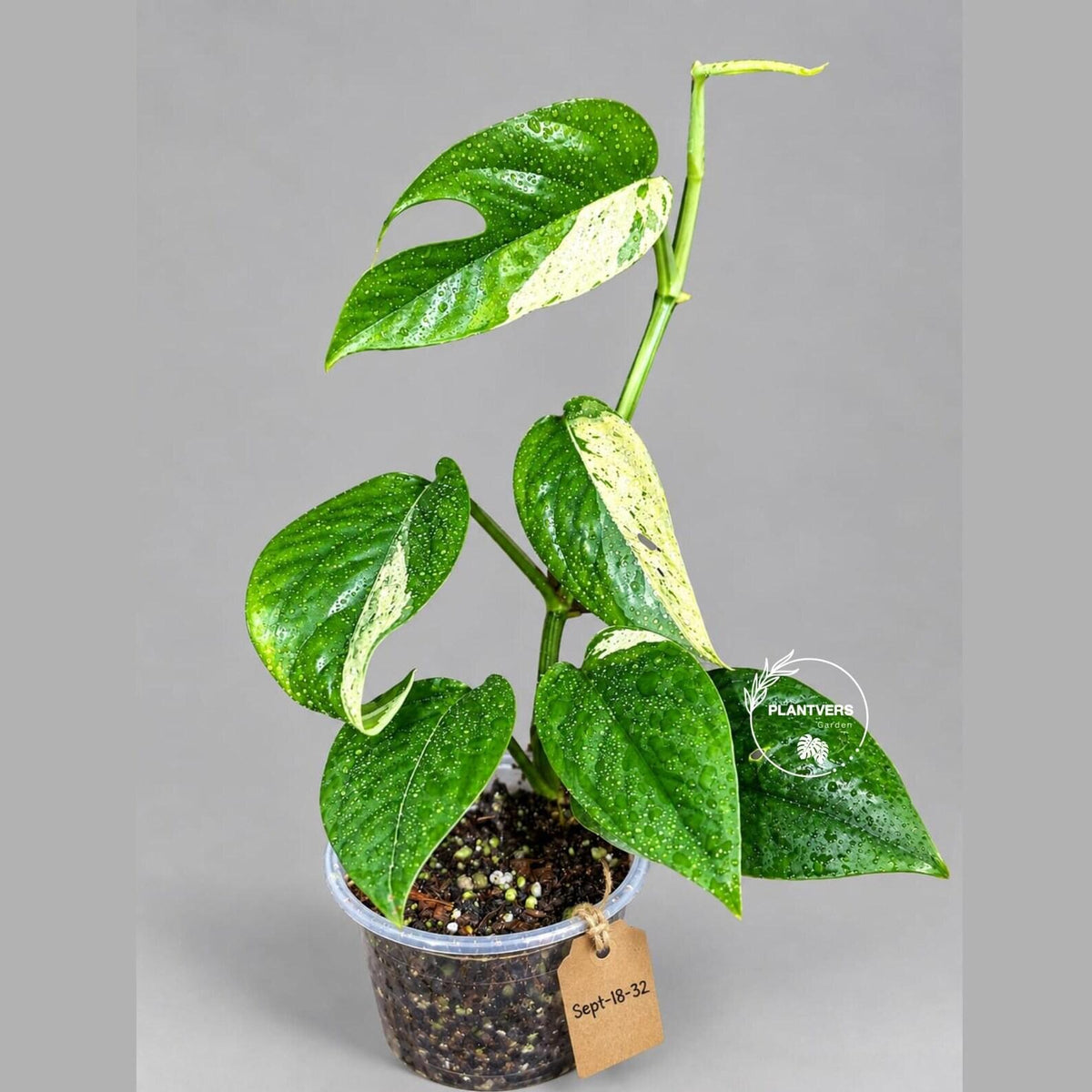 Epipremnum Pinnatum Marble Variegated - Rare Tropical Houseplant - Exact Plant - US Seller