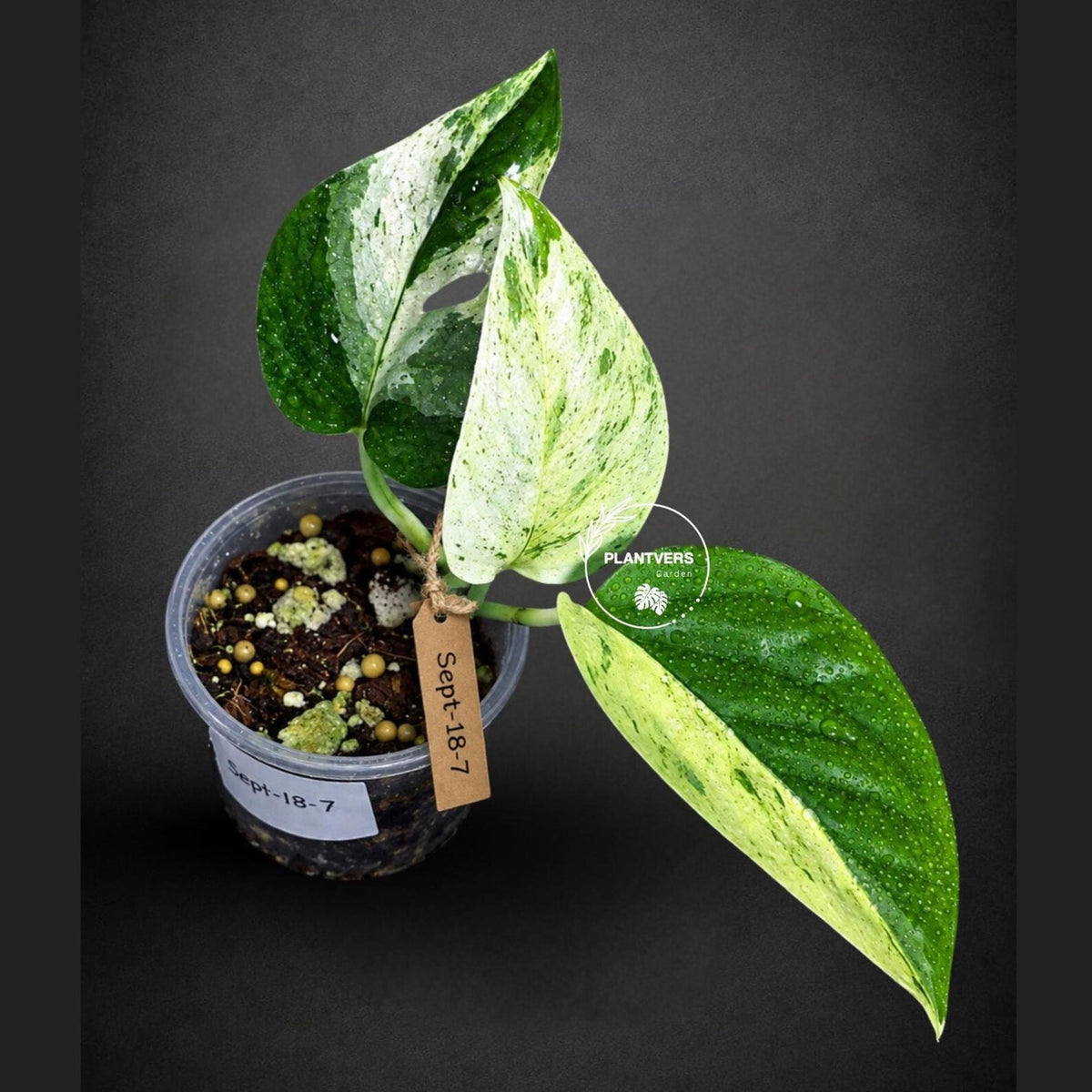 Epipremnum Pinnatum Marble Variegated - Rare Tropical Houseplant - Exact Plant - US Seller