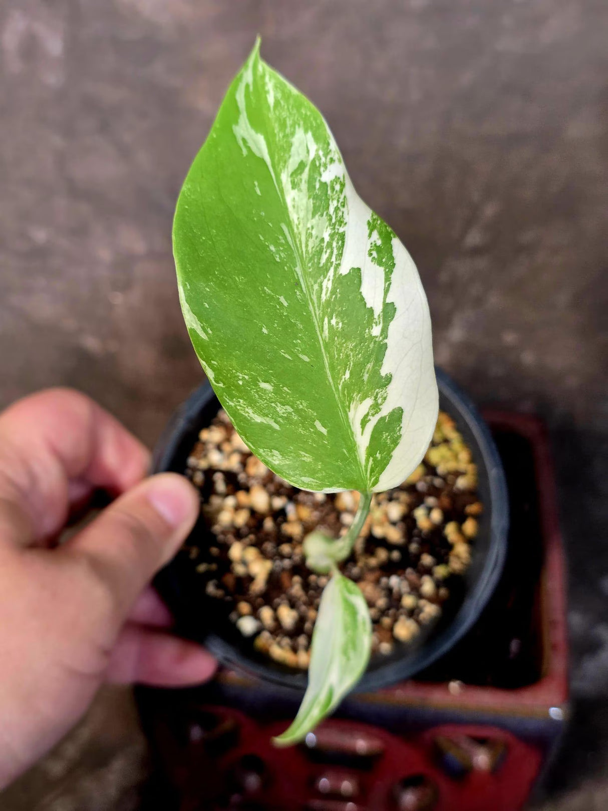 Variegated Monstera Albo - White Monstera Borsigiana Baby Leaf - (June-9-01)
