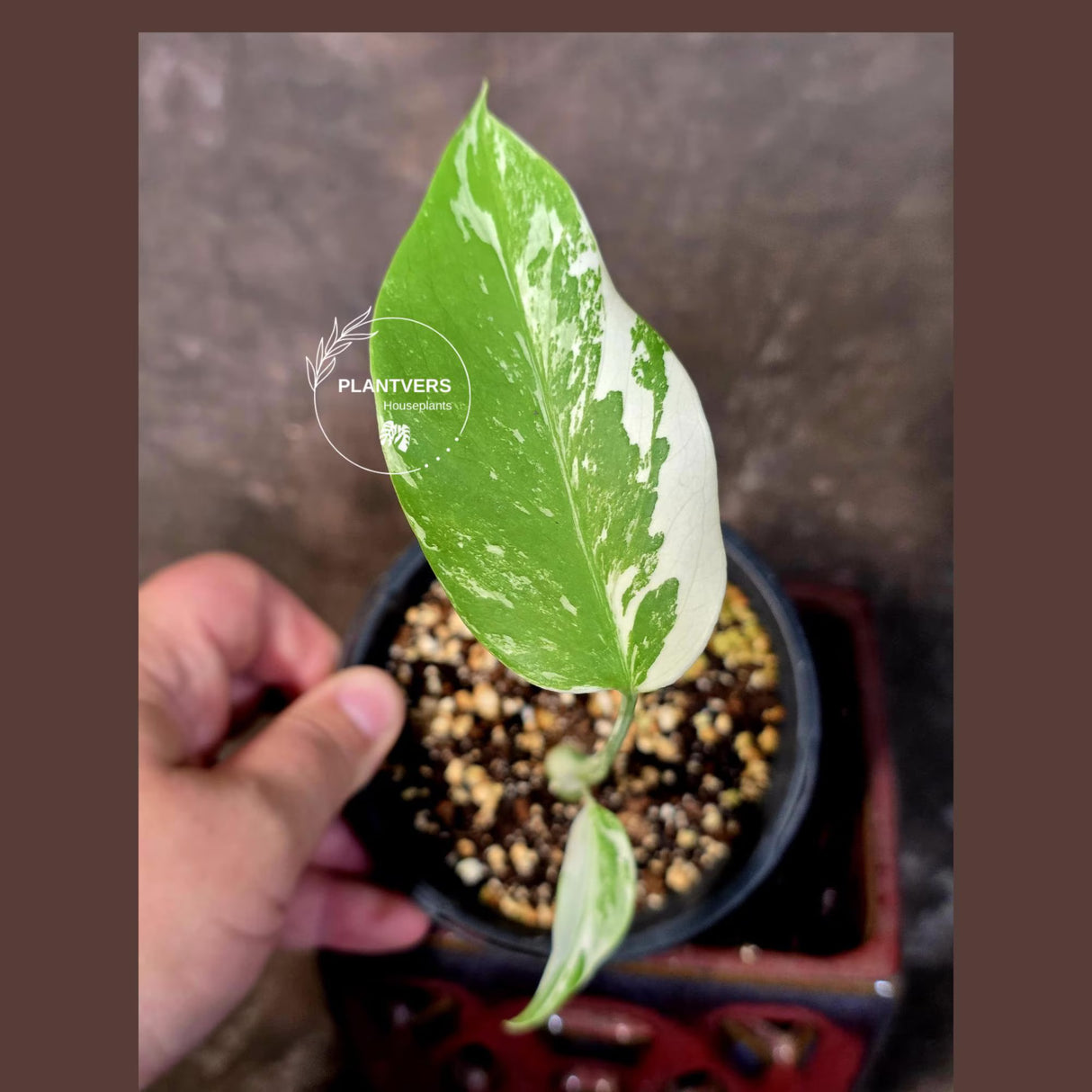 Variegated Monstera Albo - White Monstera Borsigiana Baby Leaf - (June-9-01)