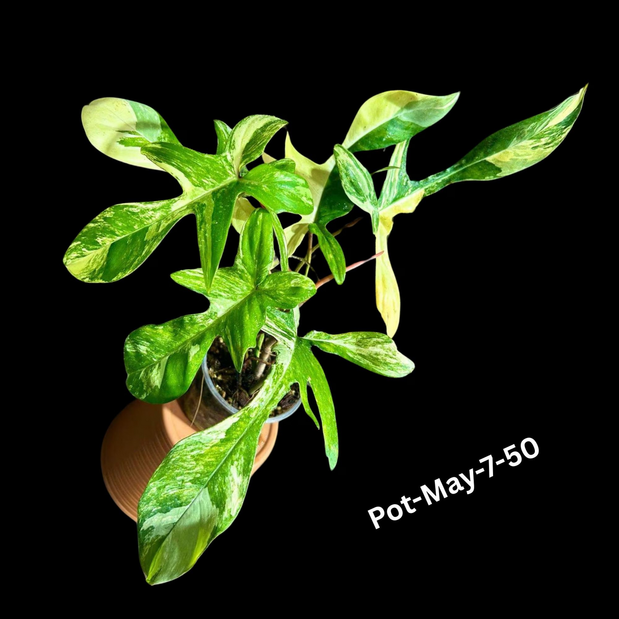 Variegated Philodendron Florida Beauty EXACT Same Plant - Live Indoor Collector Plant - US Seller - Variegated Florida Gift Same Plant