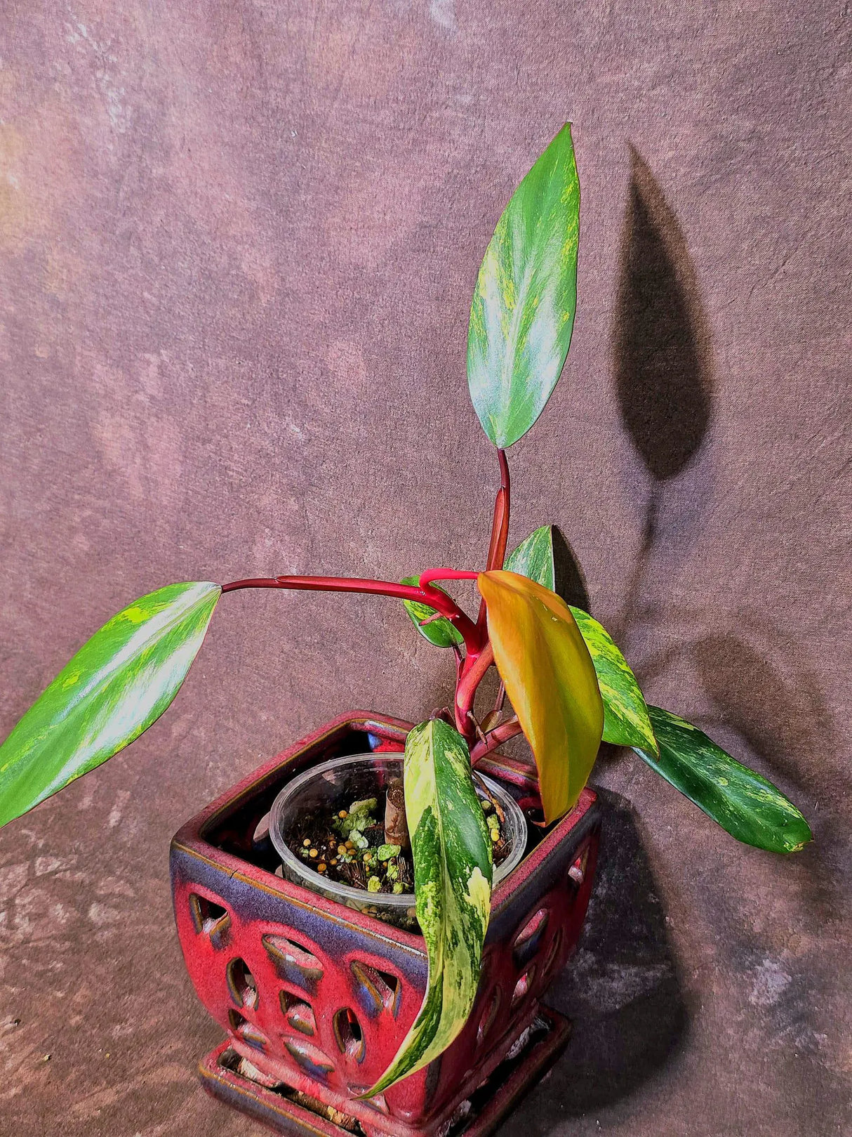 Variegated Philodendron Strawberry Shake Live Plant - EXACT Plant - US Seller (June-09-22)