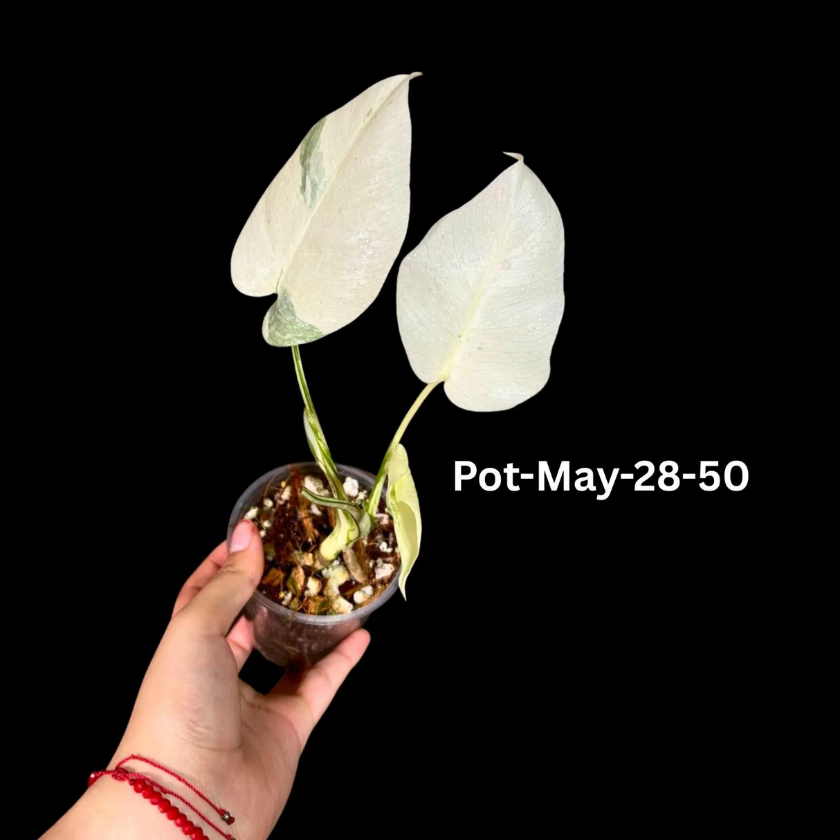 Monstera Albo - Rare Variegated Monstera Borsigiana Albo - Rare Collector Plant - White Monstera Albo Pots - USA seller