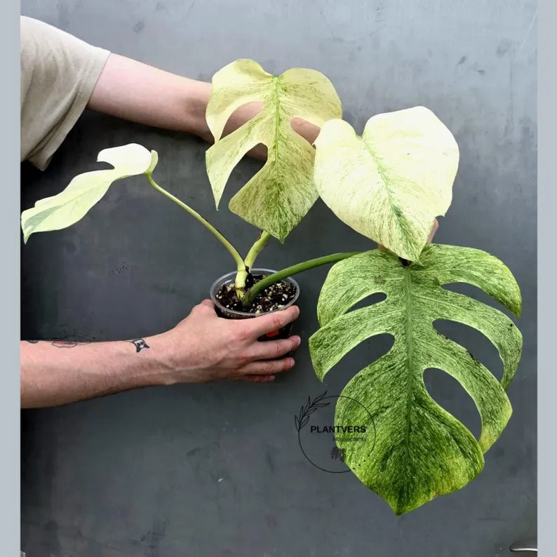 Variegated Monstera Mint Jungle Mint - Exact Plant (June-17-32)
