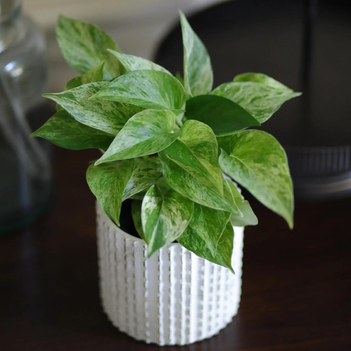 Marble Queen Pothos Plant in a 3" Nursery Pot- Indoor Vining Houseplants - Marble Pothos - Air Purifying Epipremnum - Low Light Indoor Plant