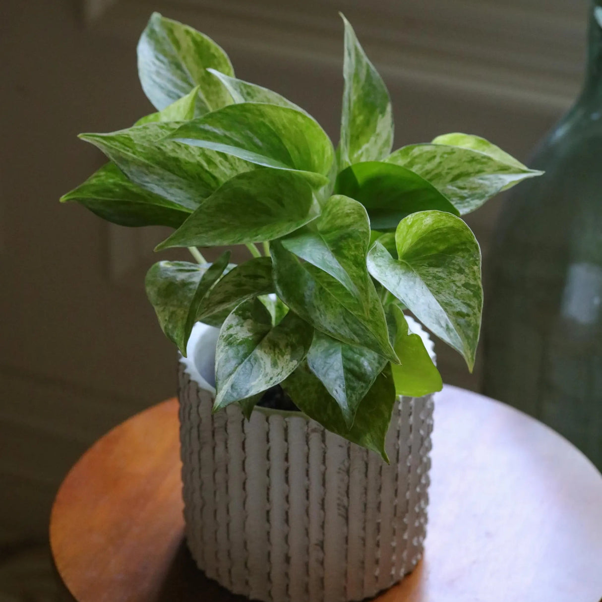 Marble Queen Pothos Plant in a 3" Nursery Pot- Indoor Vining Houseplants - Marble Pothos - Air Purifying Epipremnum - Low Light Indoor Plant