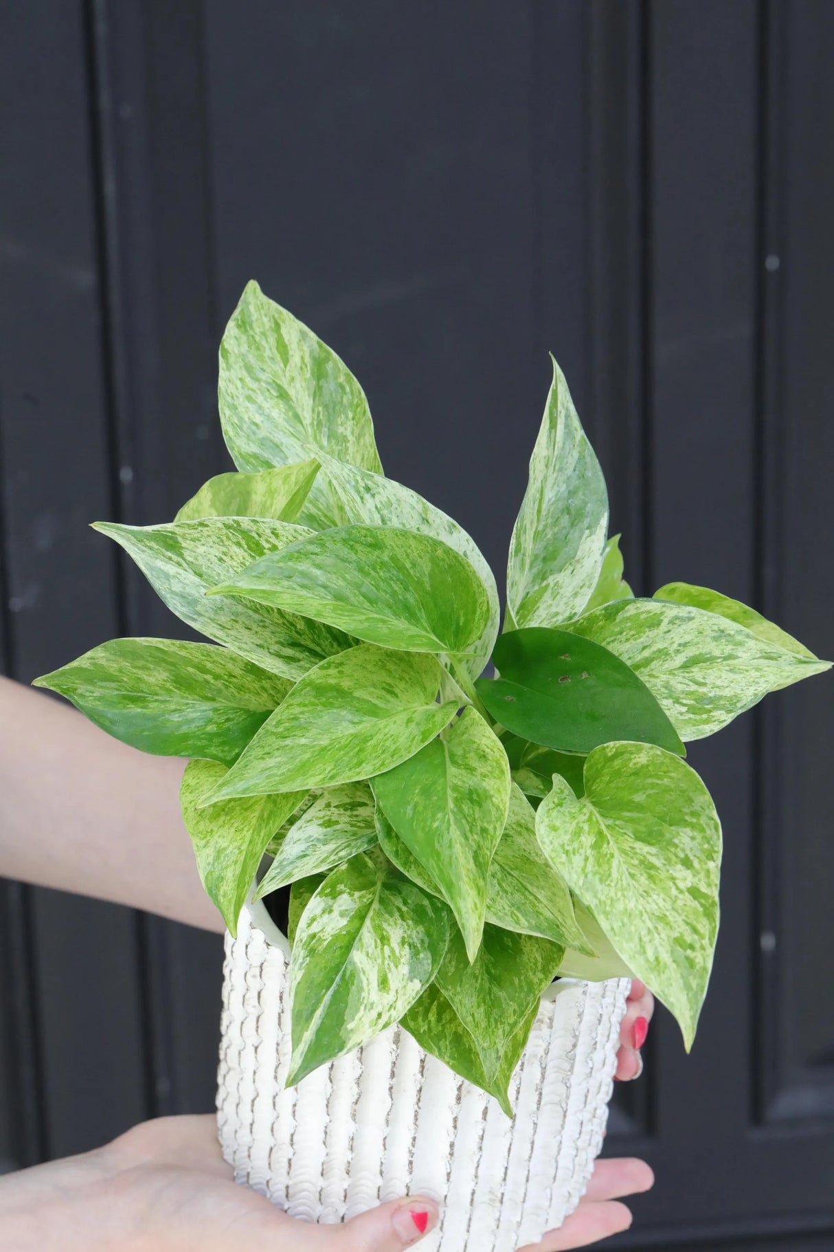 Marble Queen Pothos Plant in a 3" Nursery Pot- Indoor Vining Houseplants - Marble Pothos - Air Purifying Epipremnum - Low Light Indoor Plant