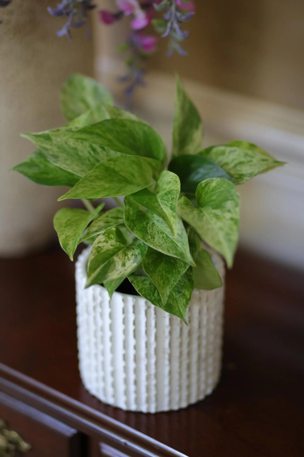 Marble Queen Pothos Plant in a 3" Nursery Pot- Indoor Vining Houseplants - Marble Pothos - Air Purifying Epipremnum - Low Light Indoor Plant