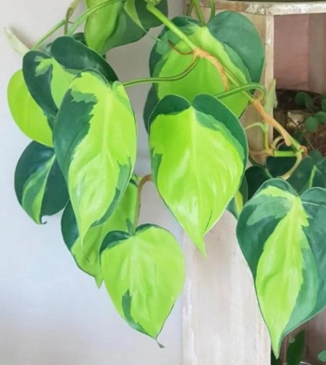 Rare Pothos cuttings Mix- Marble Pothos / Heart Leaf Philodendron / Silver Pothos / Njoy / Cebu Blue / Neon Pothos / Pick and Choose