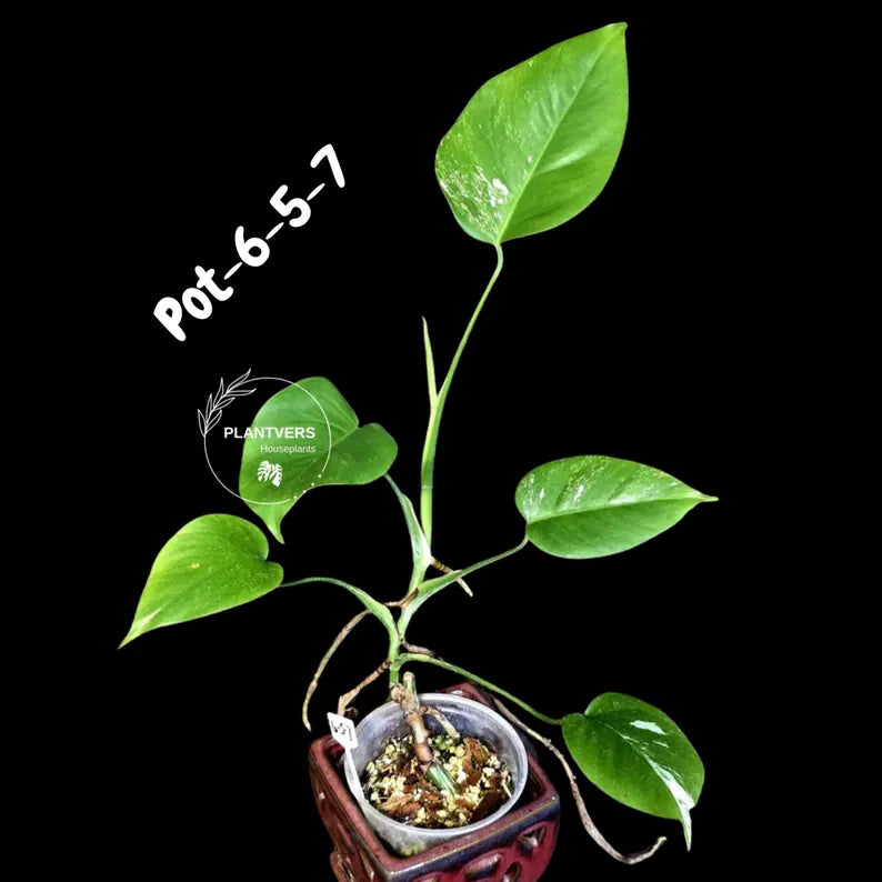 Variegated Monstera Albo - Rare Live Indoor Houseplant - Easy Care Collector Plant - *EXACT PLANT* - US Seller