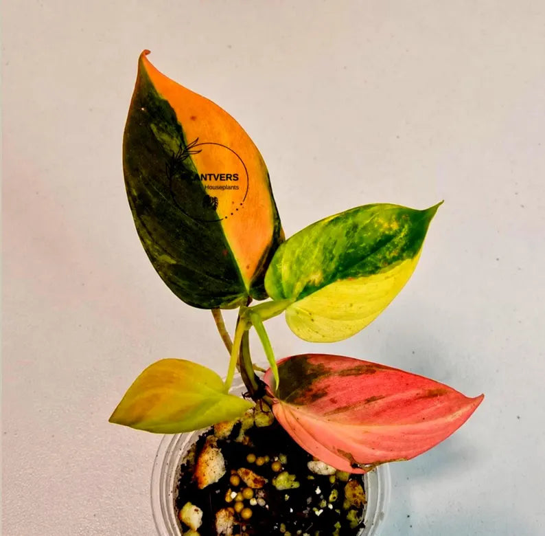 Variegated Philodendron Mican Aurea - Rare Collector Plant - EXACT Plant - US SELLER