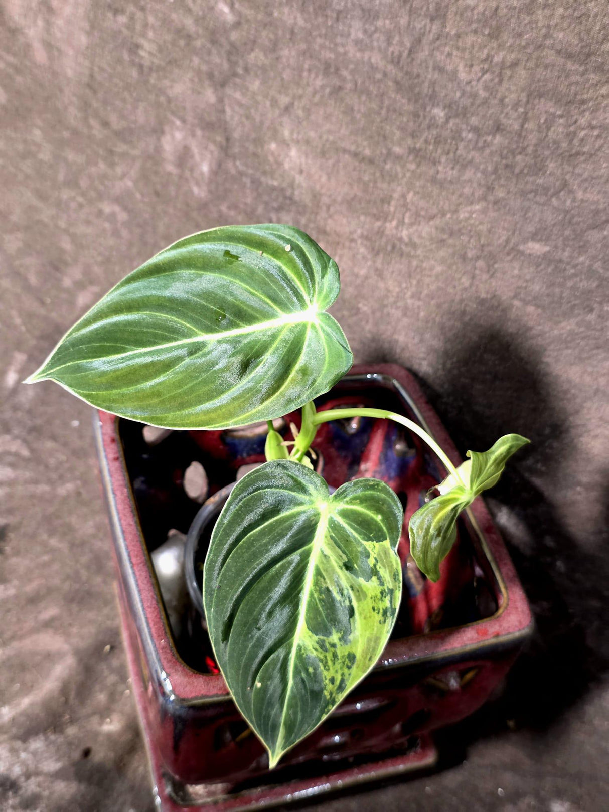 Philodendron Melanochrysum Variegated - Rare Tropical (June-25-17)