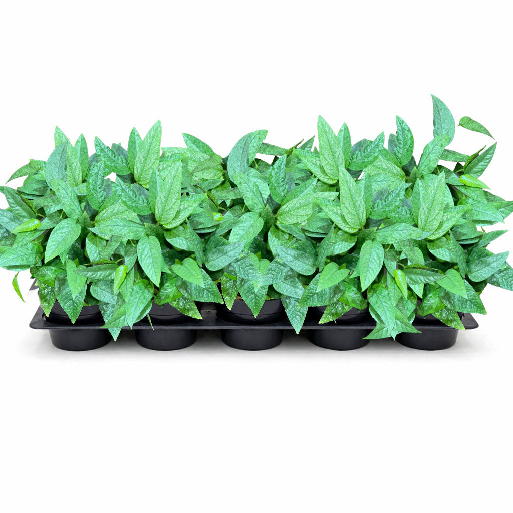 4" Cebu Pothos (Wholesale Indoor Plant Case of 10 Pots)