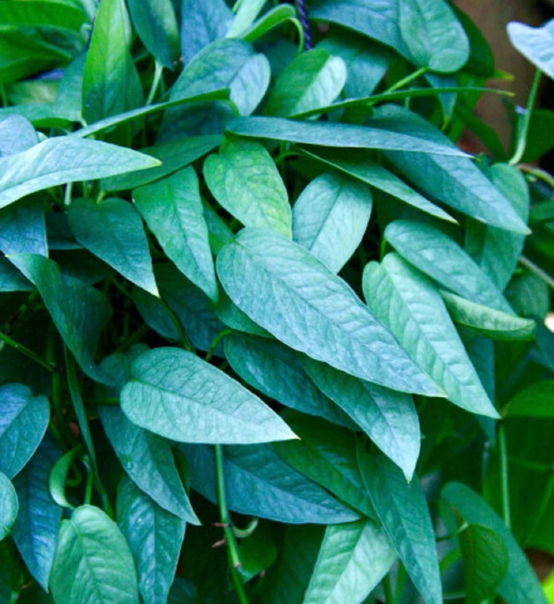 Rare Pothos cuttings Mix- Marble Pothos / Heart Leaf Philodendron / Silver Pothos / Njoy / Cebu Blue / Neon Pothos / Pick and Choose