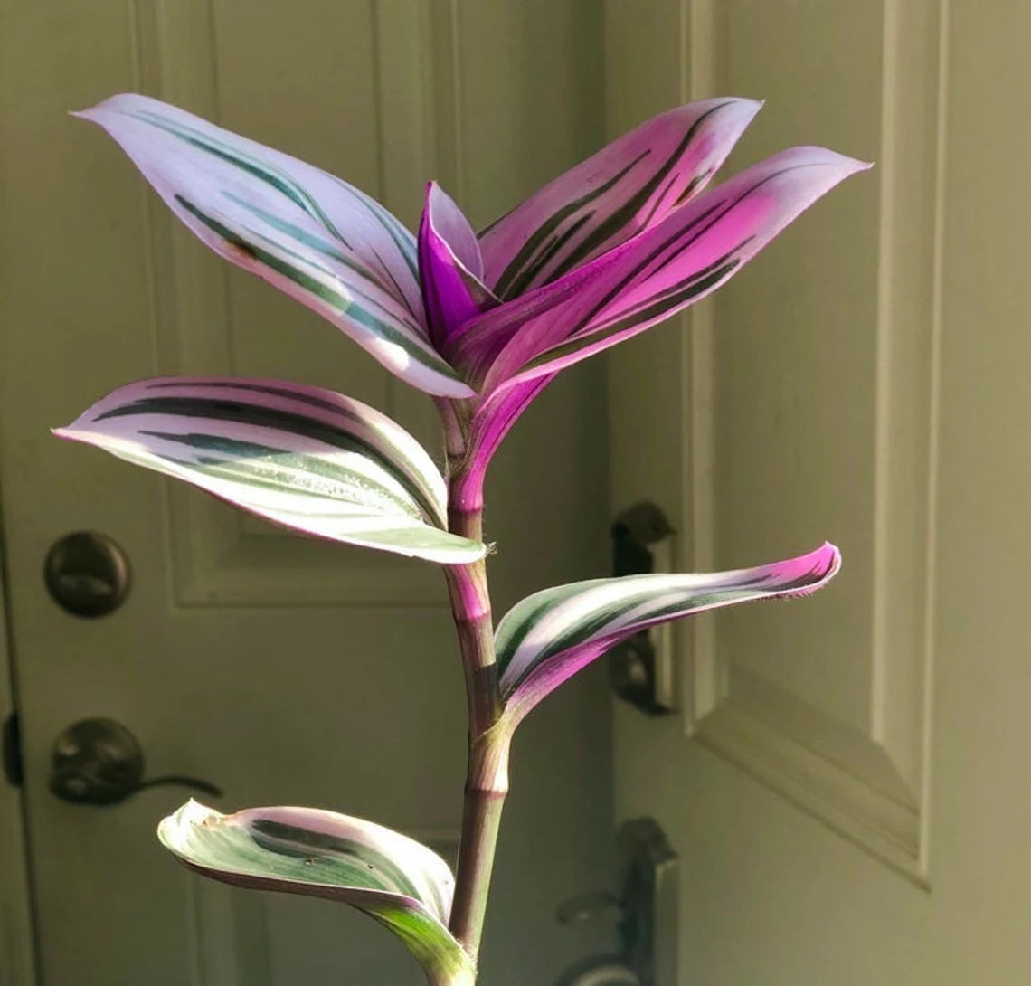 Rare Pothos cuttings Mix- Marble Pothos / Heart Leaf Philodendron / Silver Pothos / Njoy / Cebu Blue / Neon Pothos / Pick and Choose