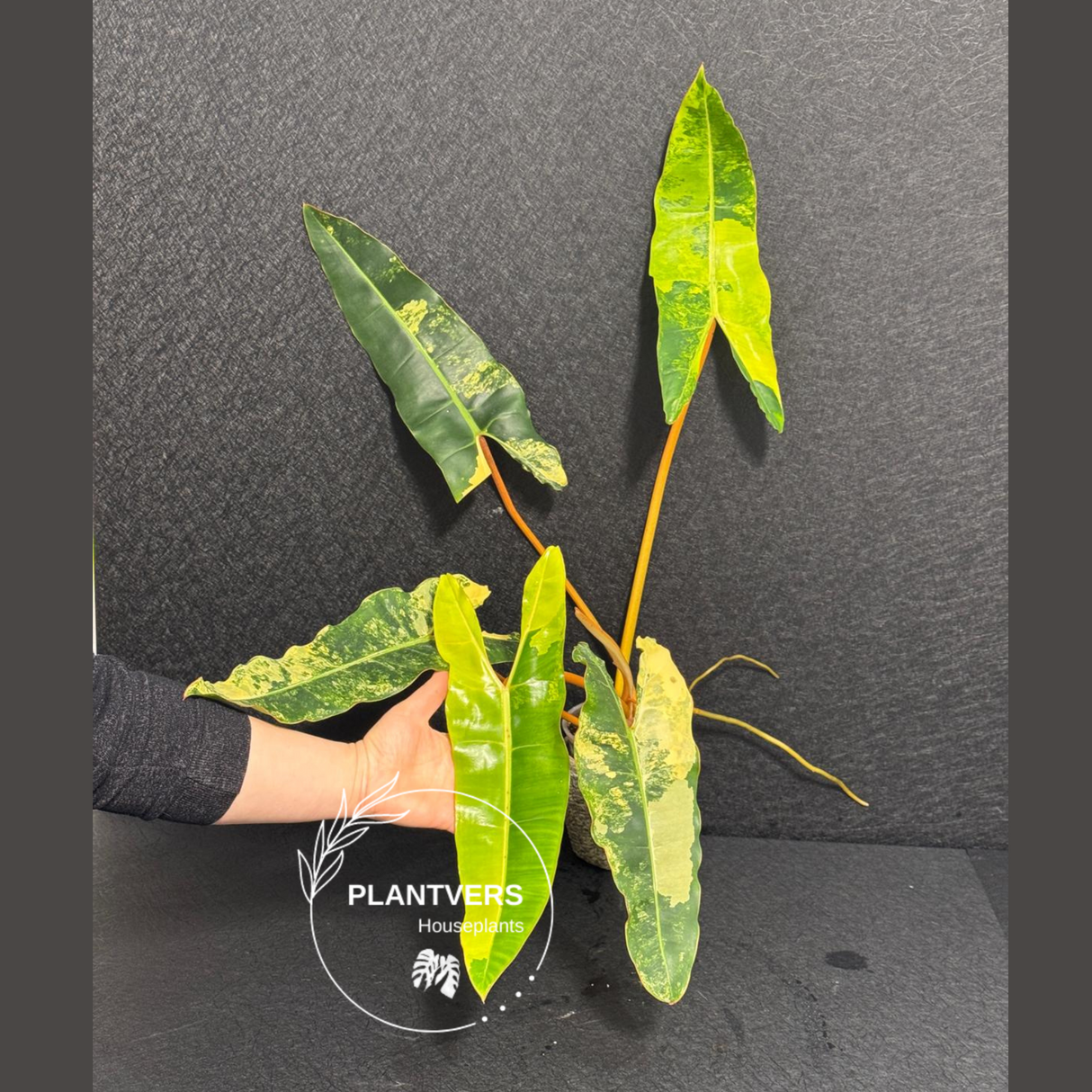Rare Philodendron