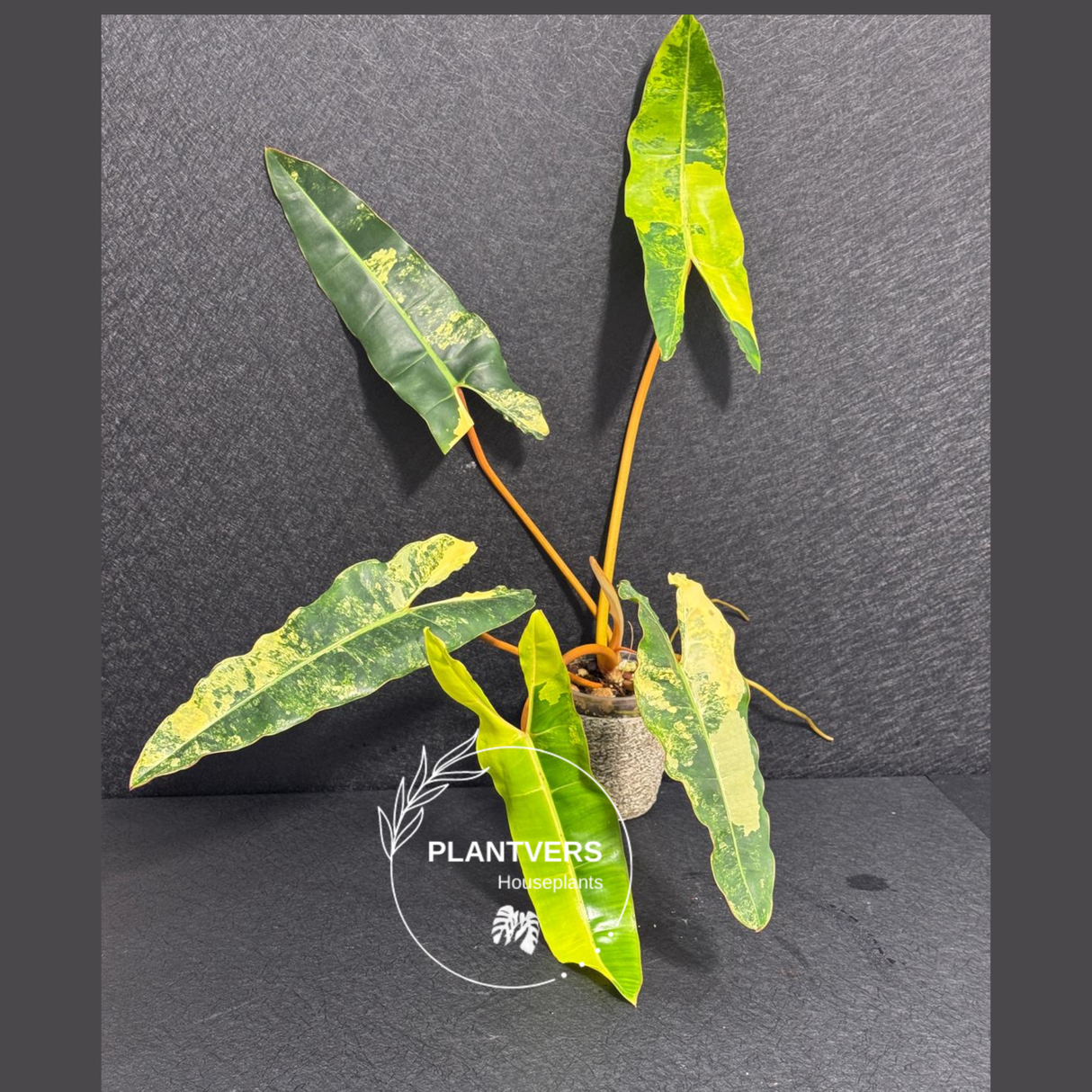 rare collector plant
