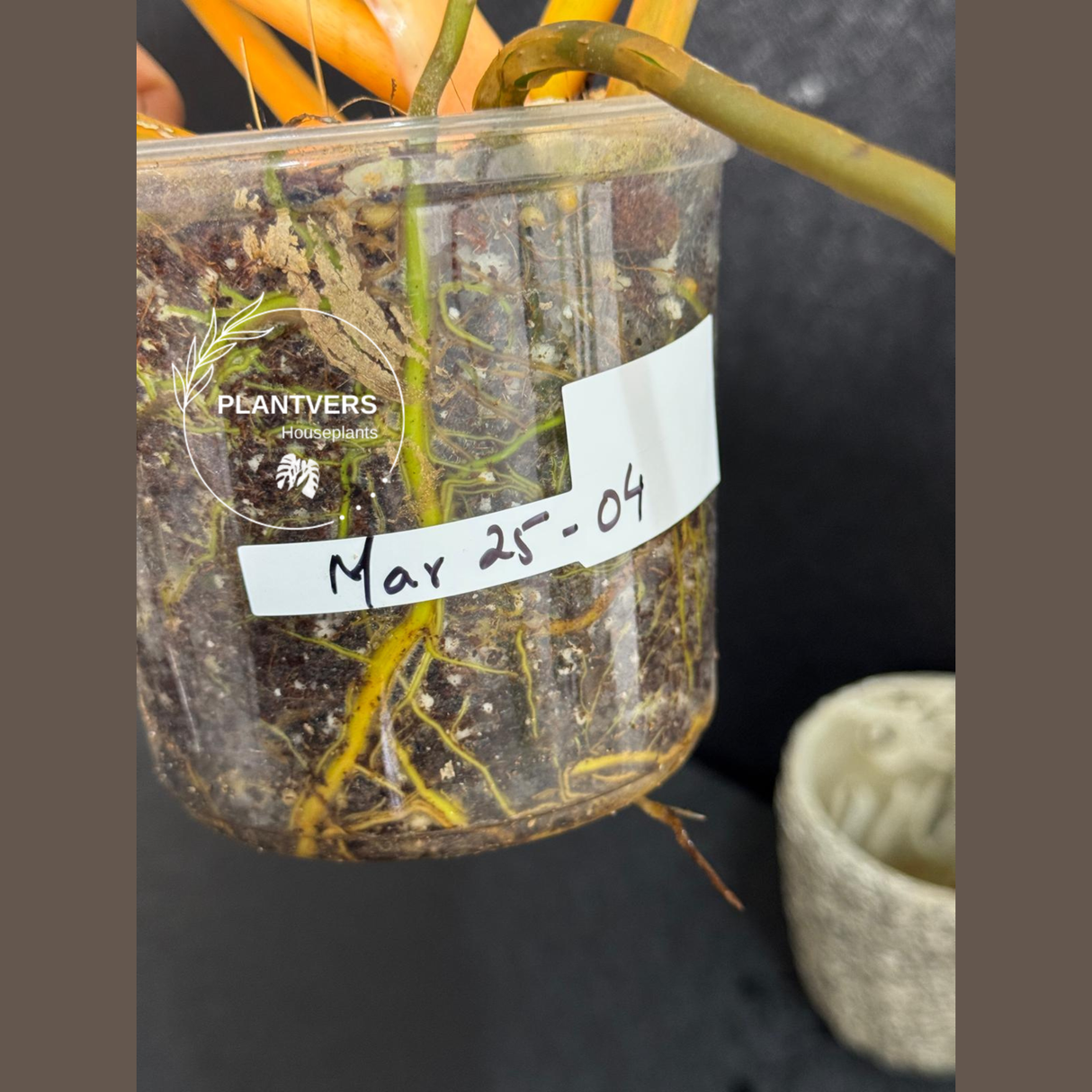 Aroid Plants
