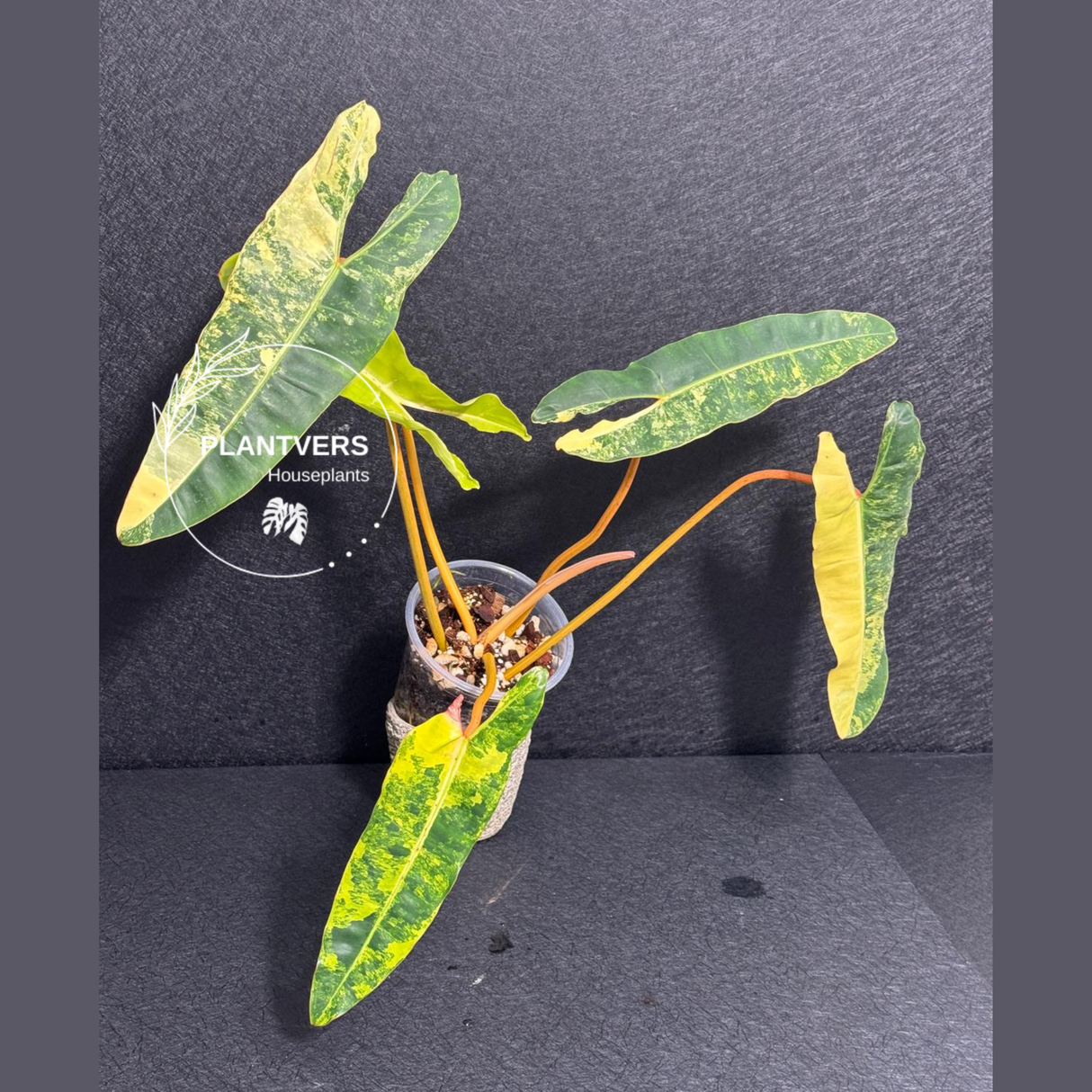 Philodendron
