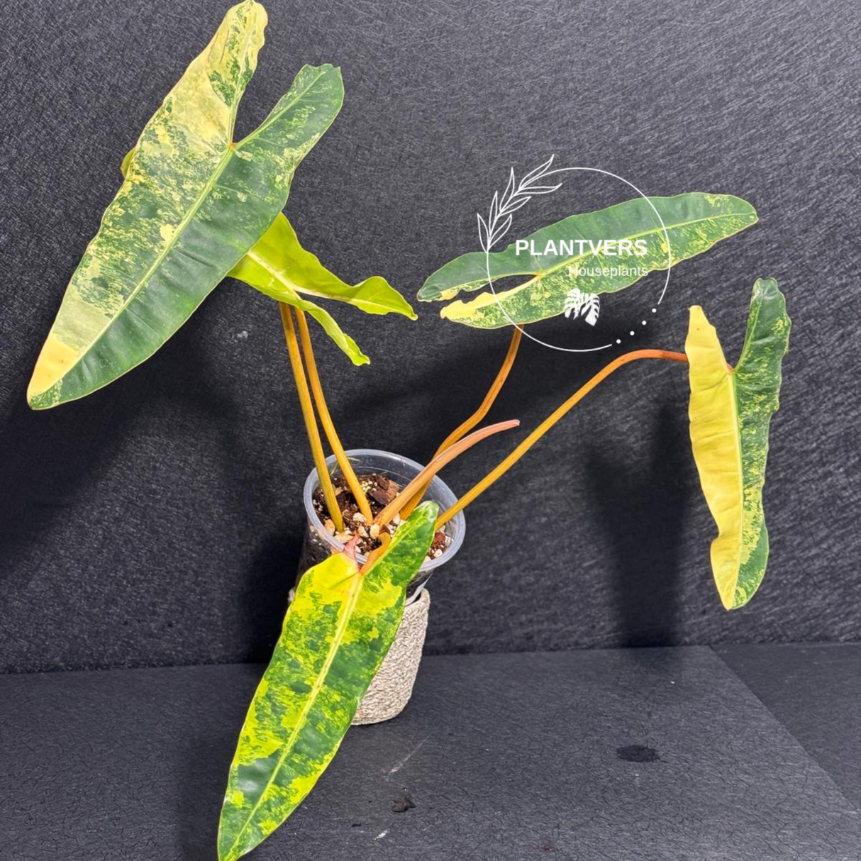 Billietiae