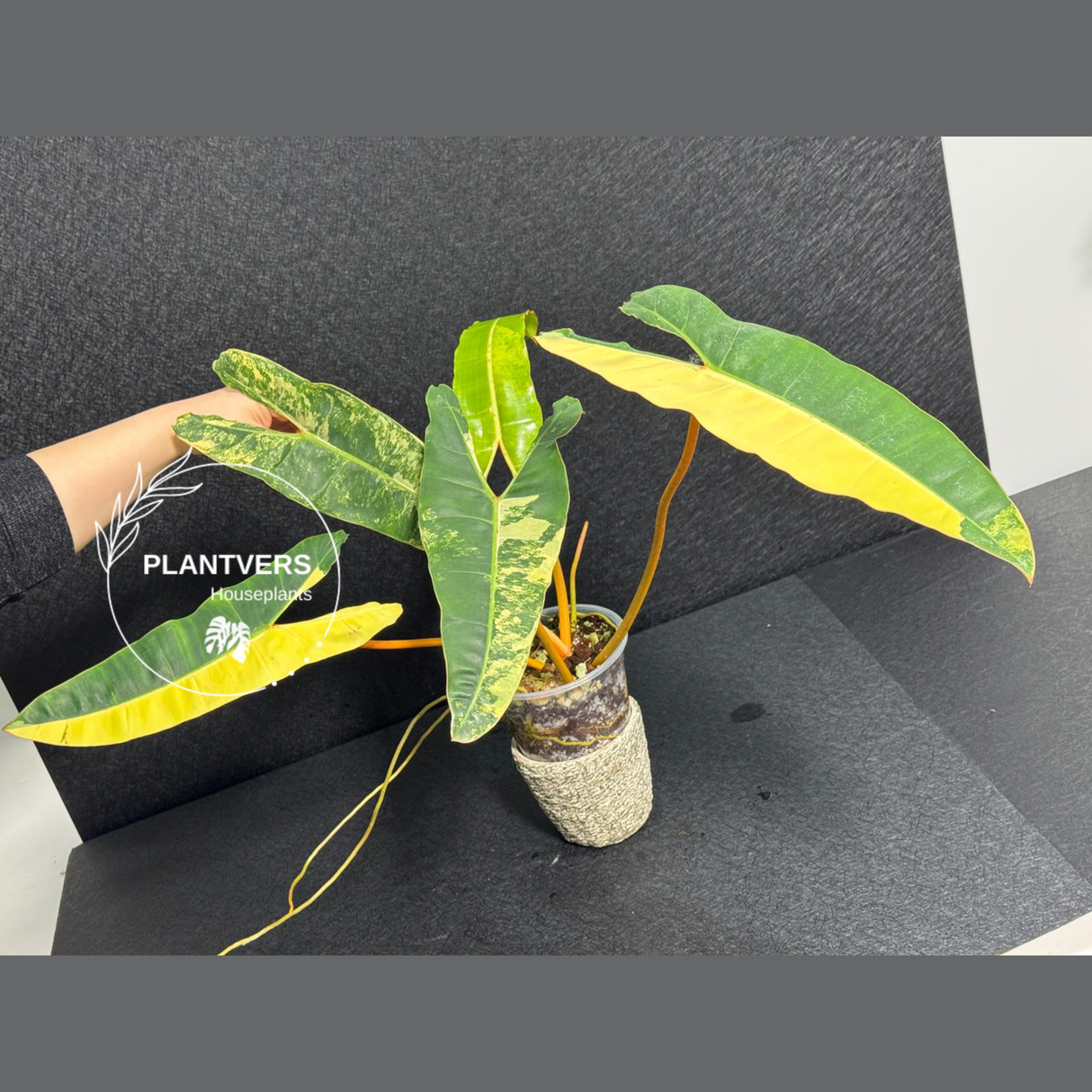 rare collector plant