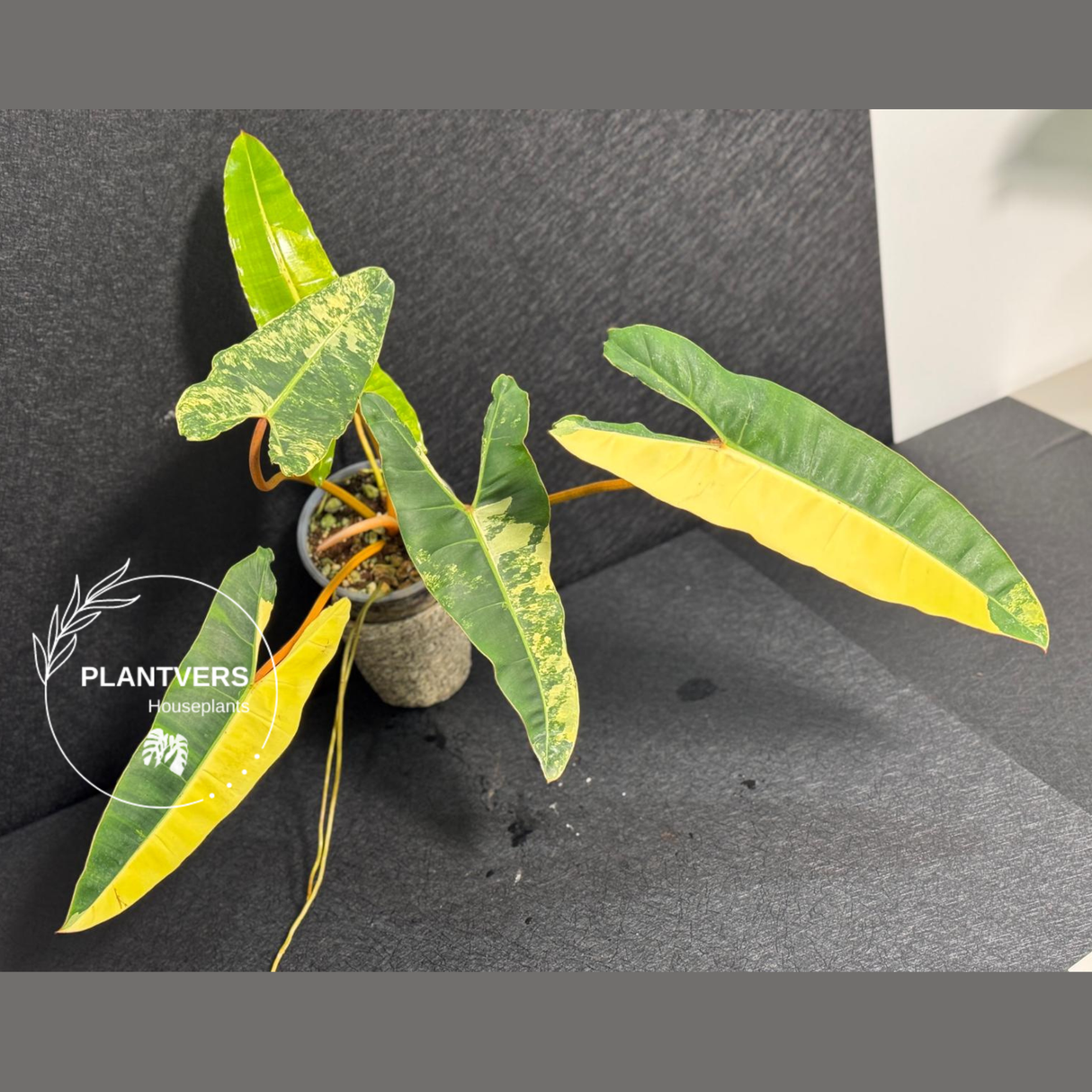 super rare plants