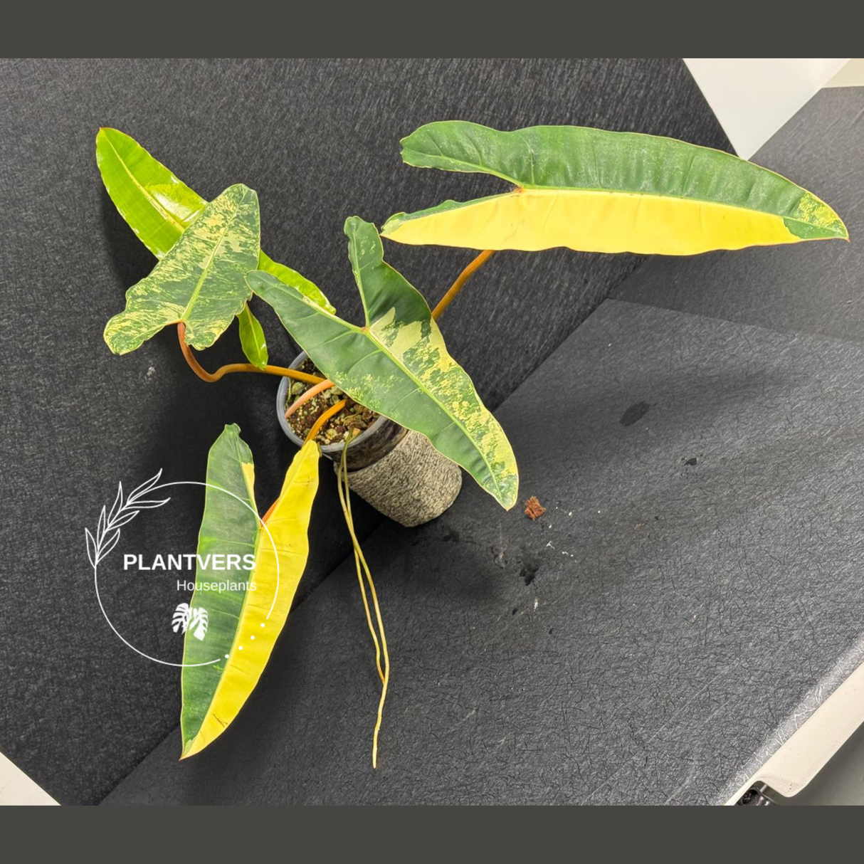 Indoor Plant