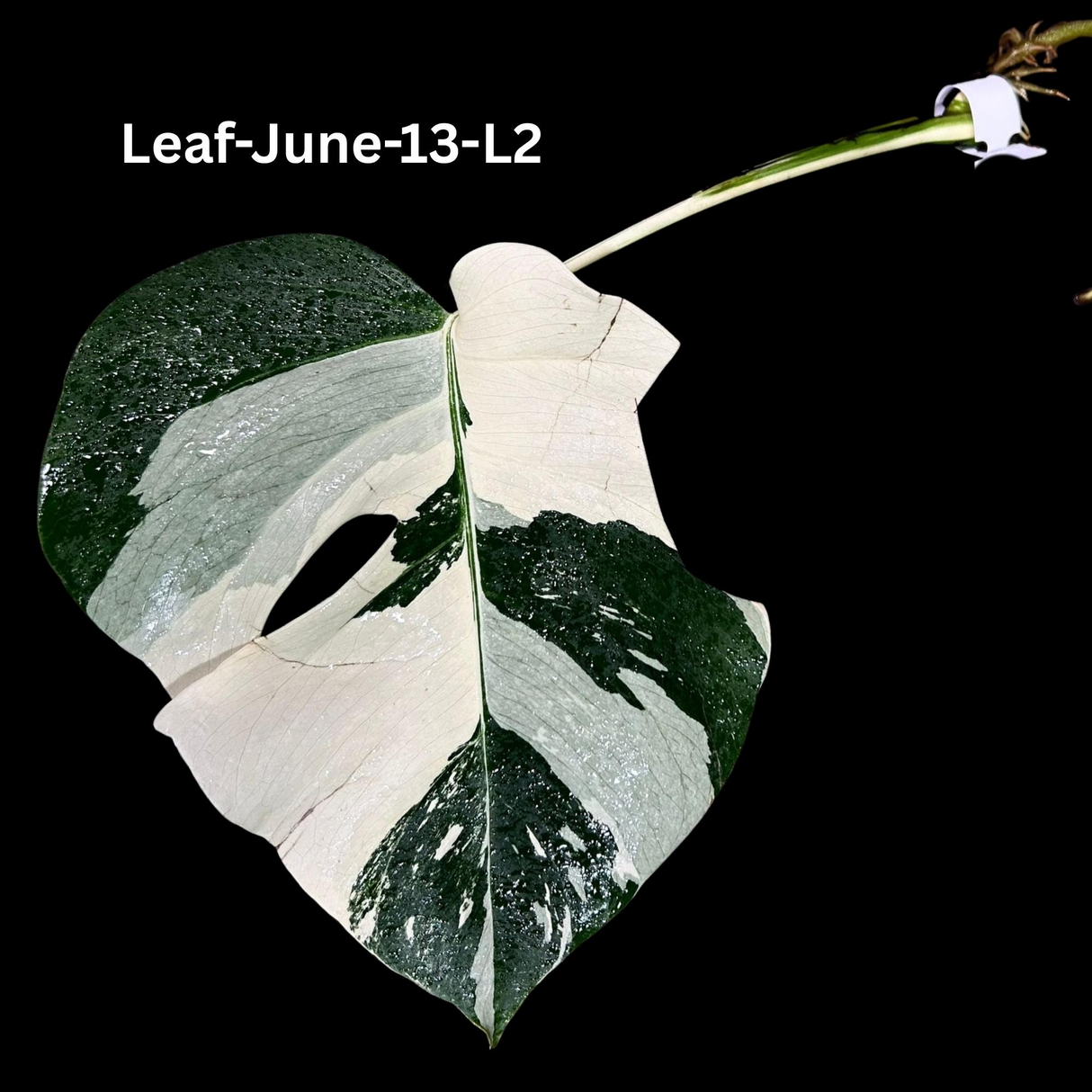 Monstera Albo - Rare Variegated Monstera Borsigiana Albo - Rare Collector Plant - White Monstera Albo Cuts - EXACT Cut or Plant - USA seller