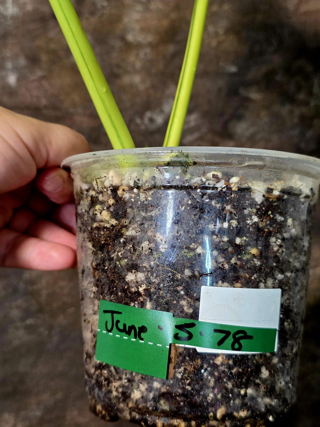 Reverted Philodendron Bipennifolium in a Nursery Pot - Collector's Aroid - (June-5-78)