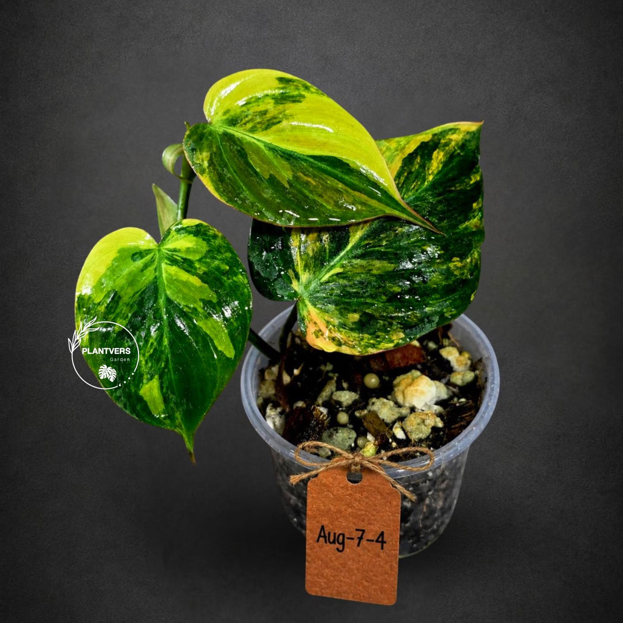 Variegated Philodendron Mican Aurea - Rare Collector Plant - EXACT Plant - US SELLER