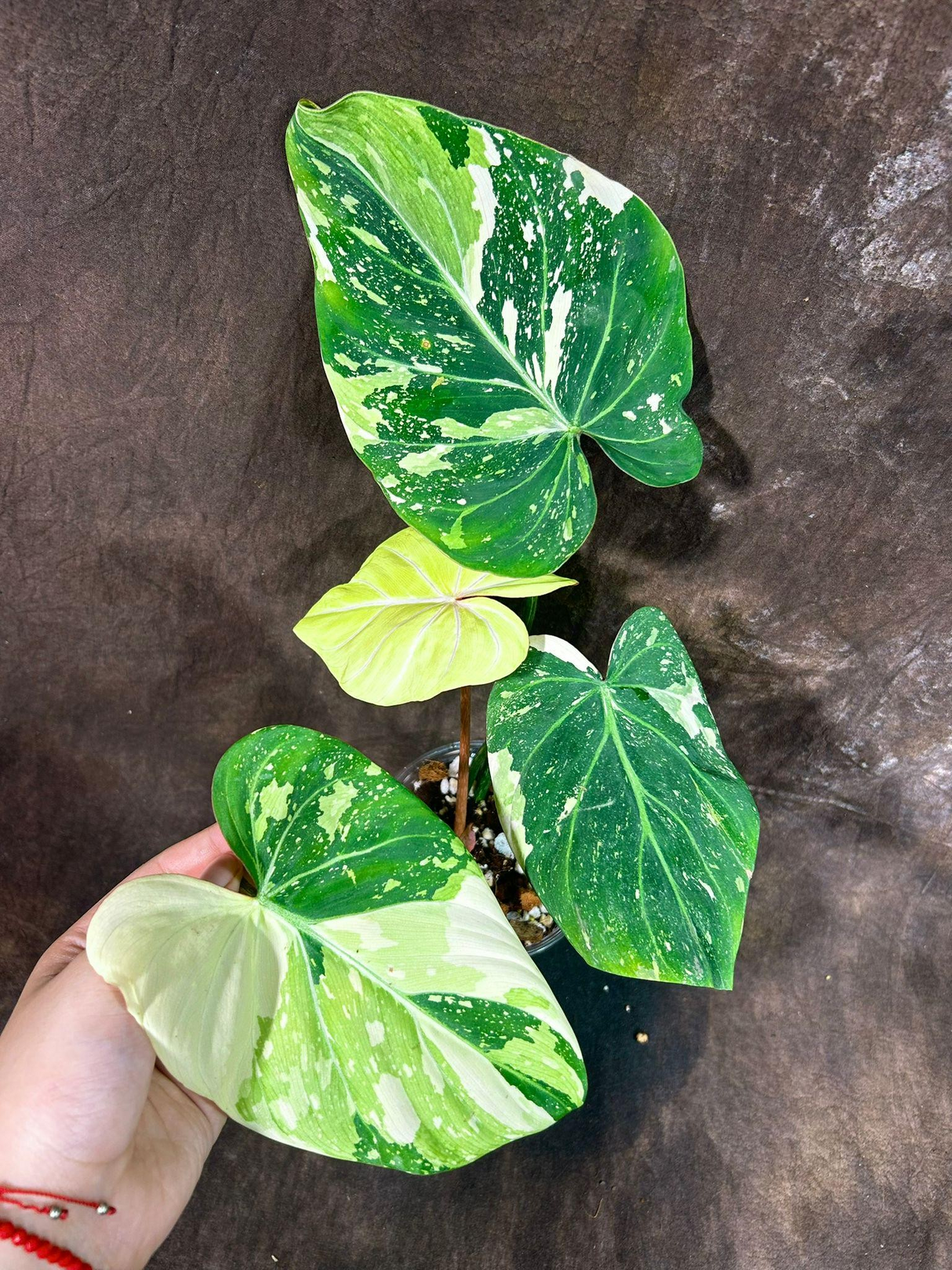 Super Rare Variegated Philodendron Gloriousum Tricolor in a Nursery Pot - Live Tropical Houseplant - Gift Plant -EXACT Same Plant -US Seller