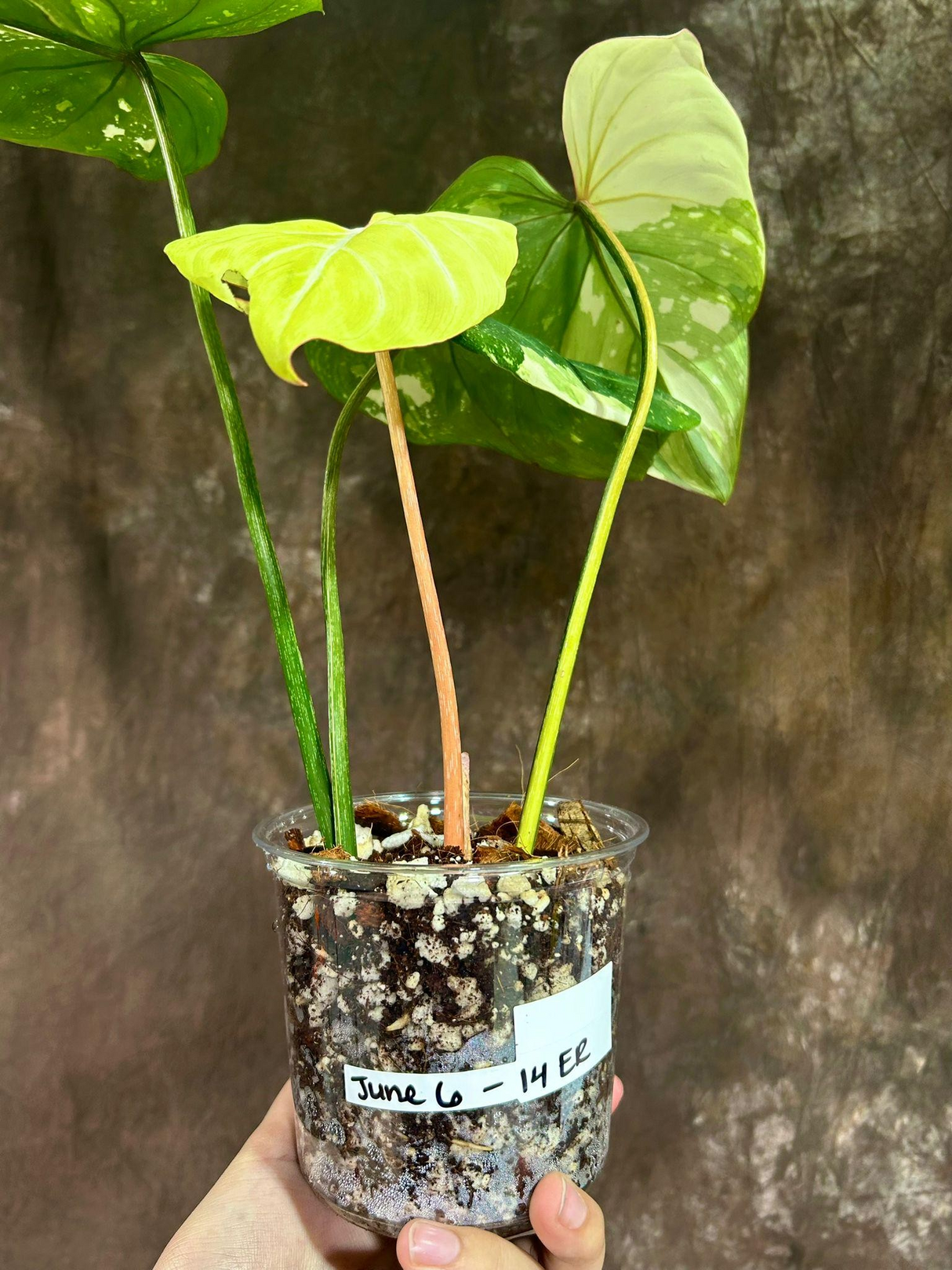 Super Rare Variegated Philodendron Gloriousum Tricolor in a Nursery Pot - Live Tropical Houseplant - Gift Plant -EXACT Same Plant -US Seller