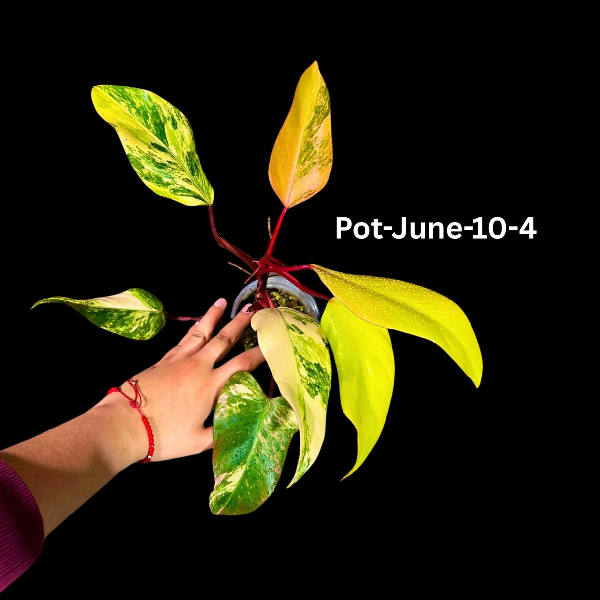 Variegated Philodendron Strawberry Shake Plant Live EXACT - Extremely Rare Strawberry Plant For Collectors - Mother's Day Gift - US Seller