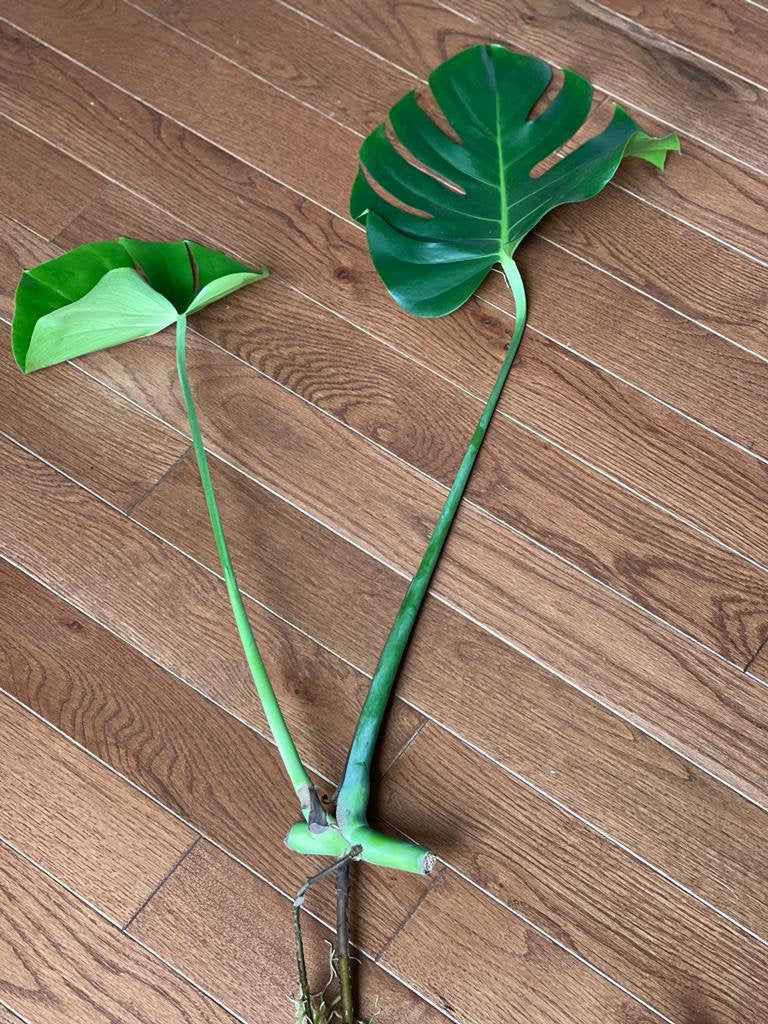 Monstera Deliciosa Cuttings - Low Light Houseplant - Monstera plant -Indoor Gift Plant - Split Leaf Plant - Swiss Cheese Plant- US Seller
