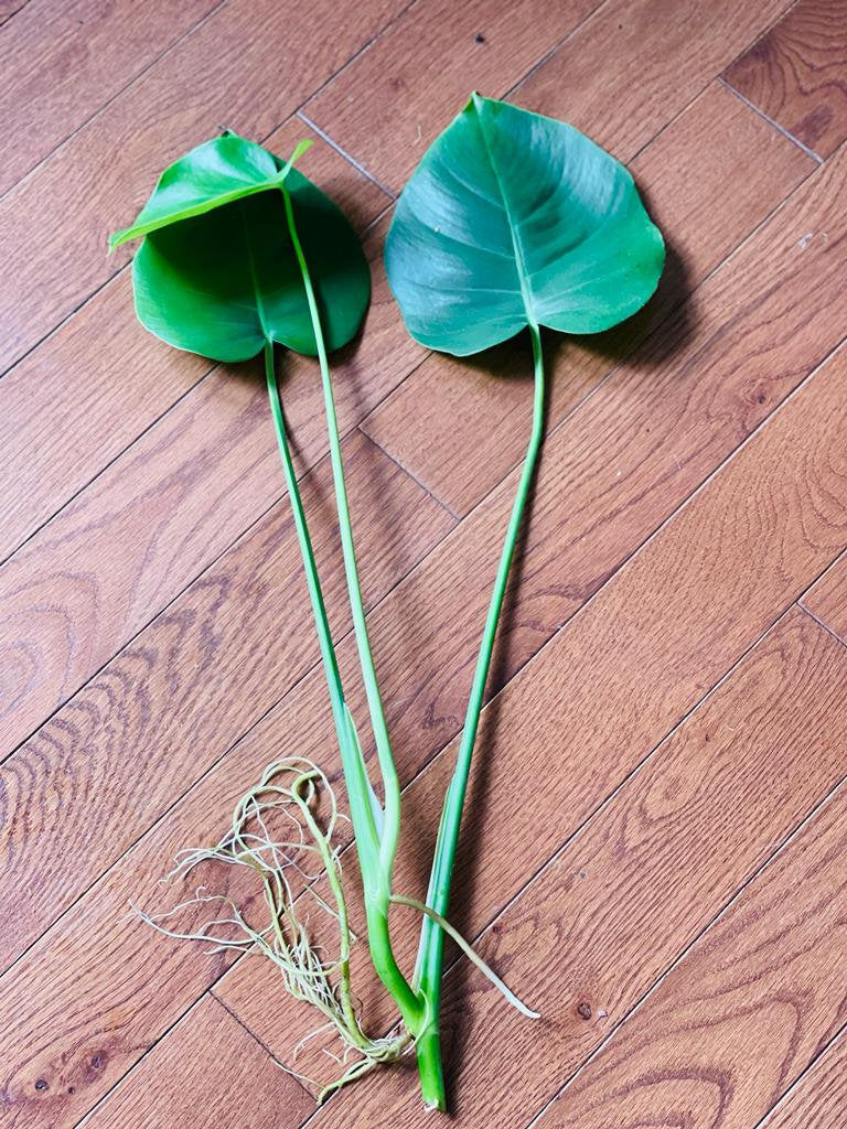 Monstera Deliciosa Cuttings - Low Light Houseplant - Monstera plant -Indoor Gift Plant - Split Leaf Plant - Swiss Cheese Plant- US Seller