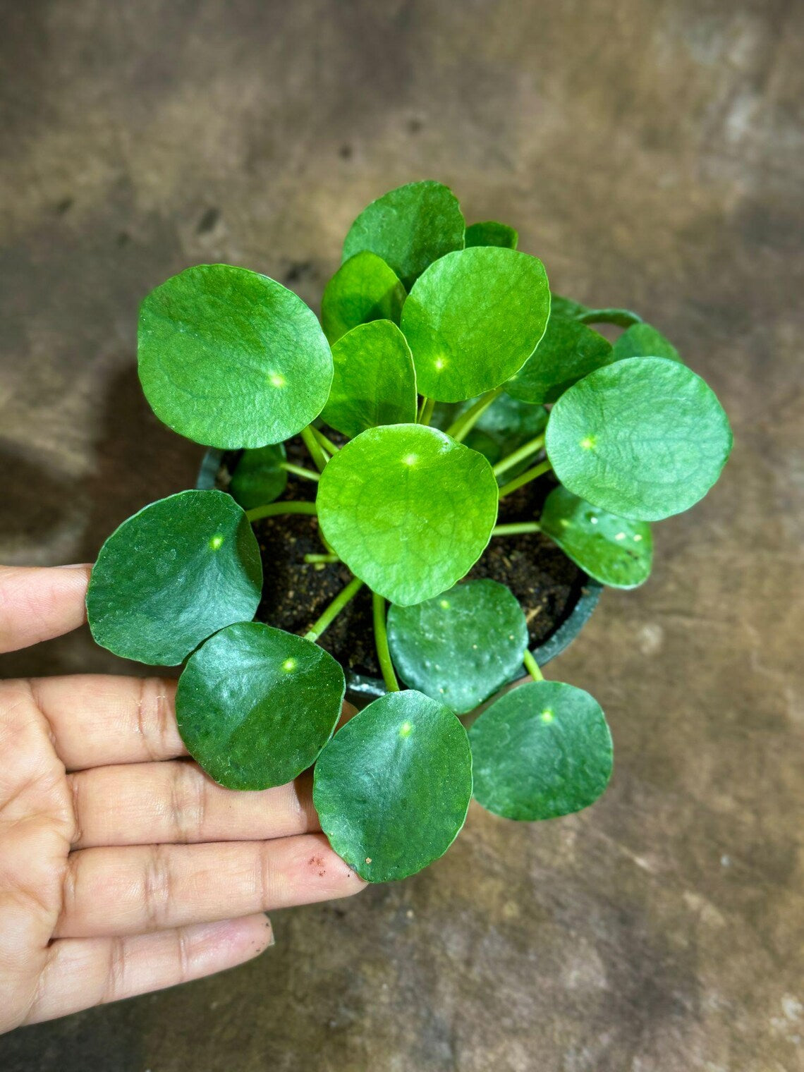 Chinese Money Plant in a 4" Grow Pot - Pilea Peperomioides - Money Plant - Low Light Indoor Houseplants - Lucky Coin Plant - Air Purifier