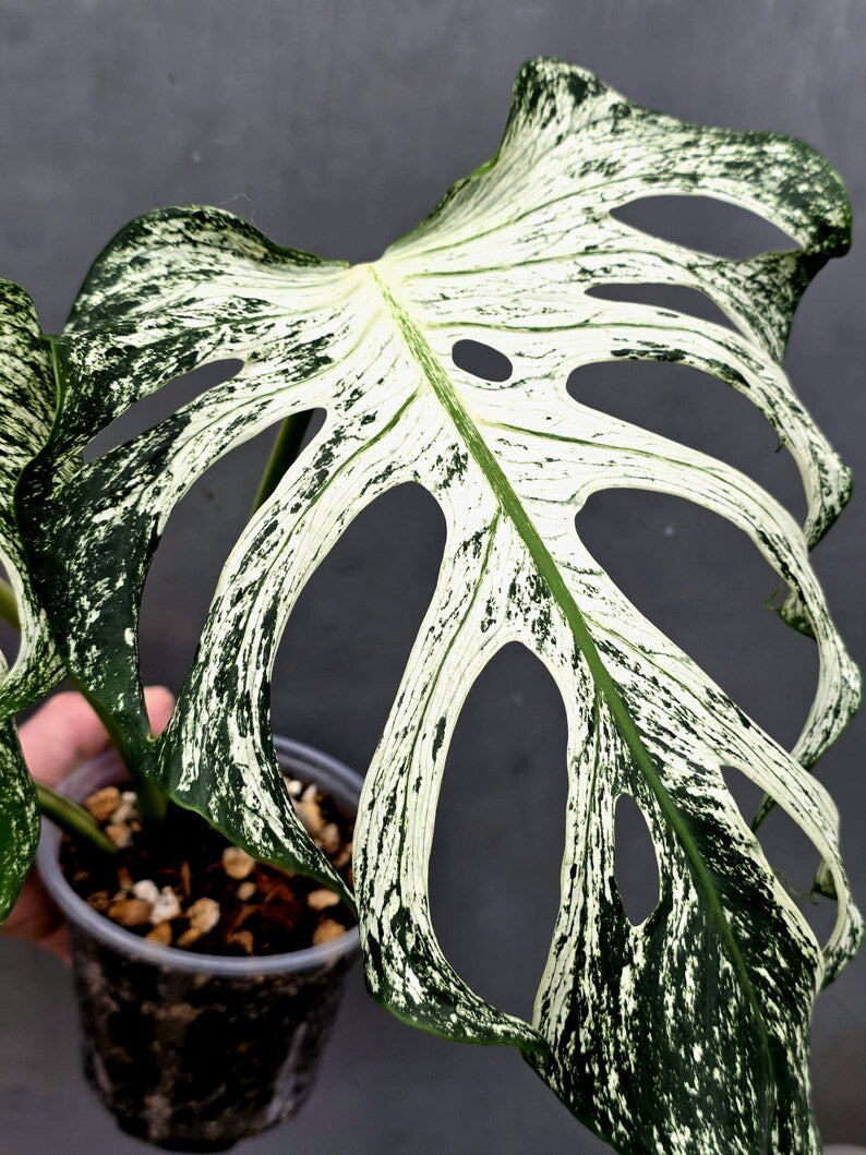 Monstera Deliciosa Devil Monster - Rare Giant Monstera Plant (AskSalDevil-17th june)