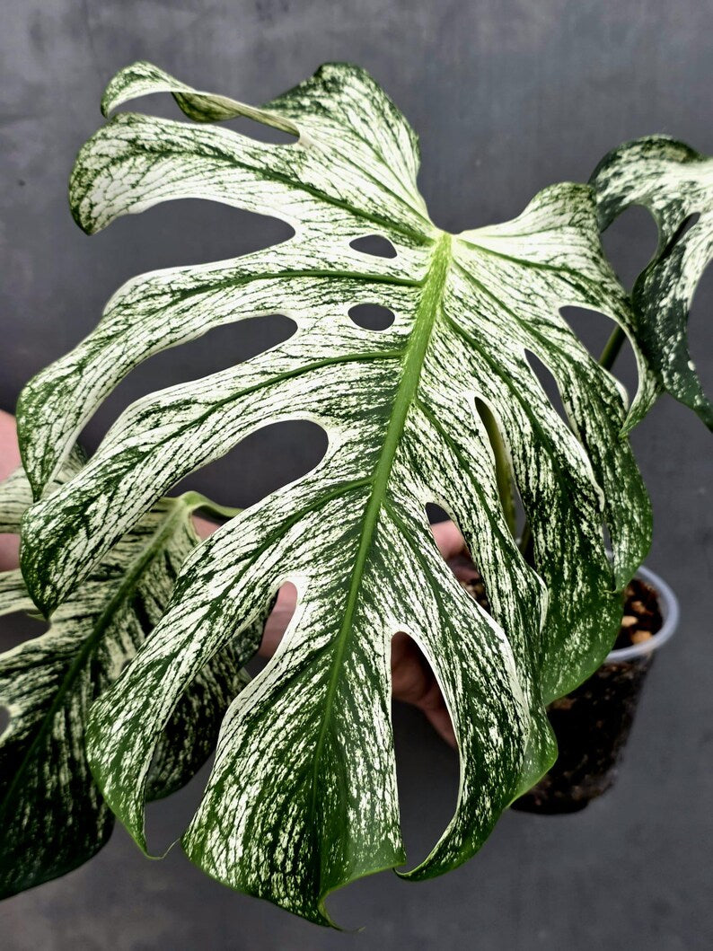 Monstera Deliciosa Devil Monster - Rare Giant Monstera Plant (AskSalDevil-17th june)