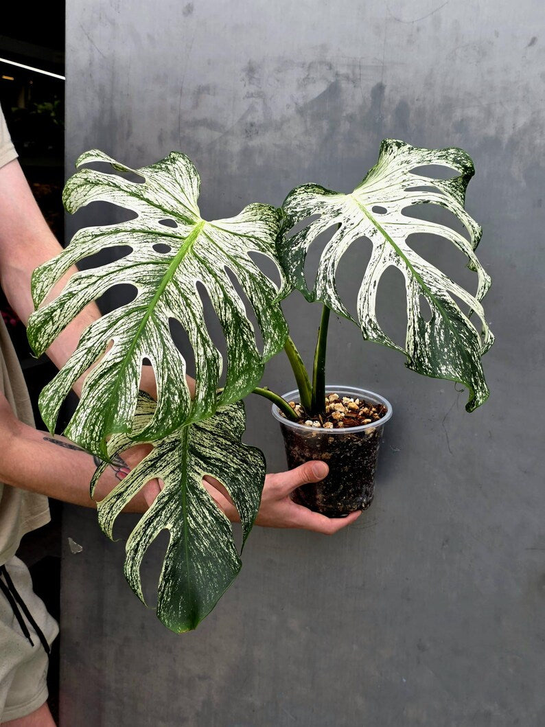 Monstera Deliciosa Devil Monster - Rare Giant Monstera Plant (AskSalDevil-17th june)