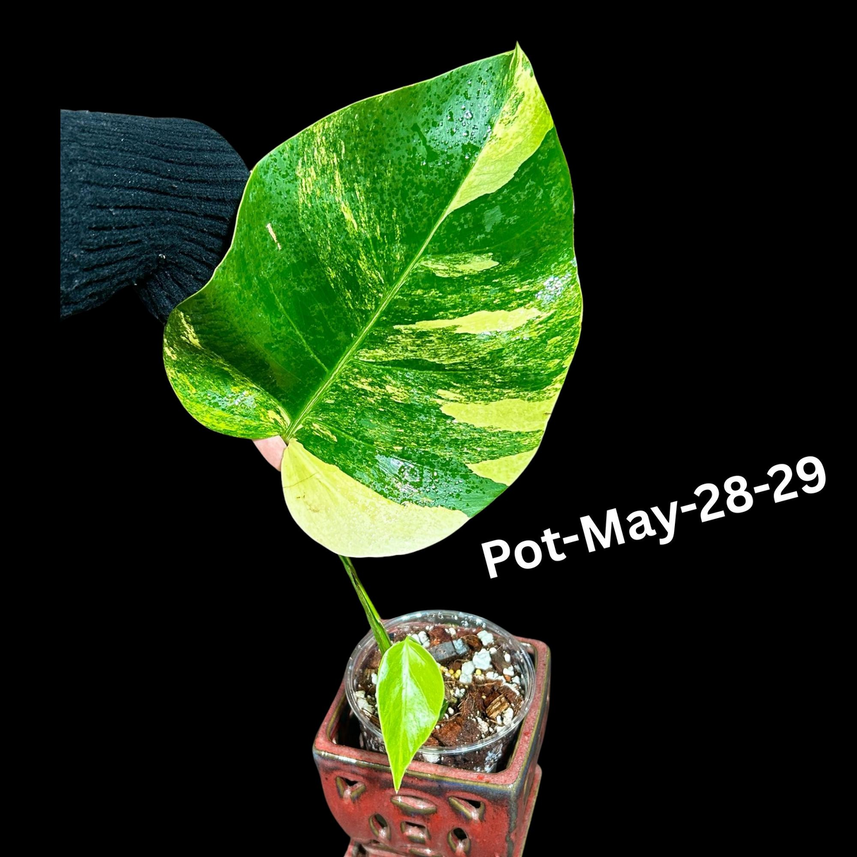 Variegated Monstera Borsigiana Aurea EXACT Plant - Monstera Aurea Variegata Pot - Monstera Marmota - SAME Plant as images - US Seller