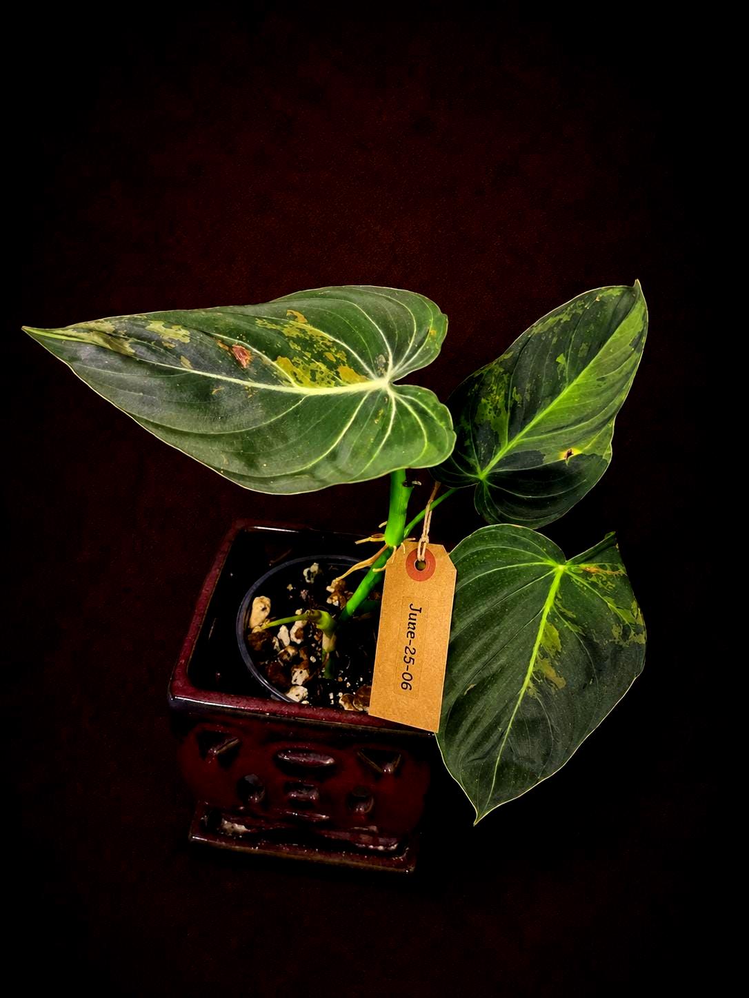 Philodendron Melanochrysum Variegated - Rare Tropical Plant - (June-25-06)