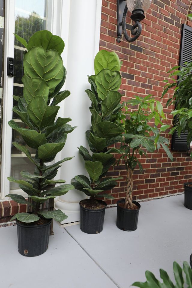 5 Feet Large Fiddle Leaf Tree in 10 Inch Pot - Indoor Plants - Low Light Air Purifier Plant - Live Fig Tree