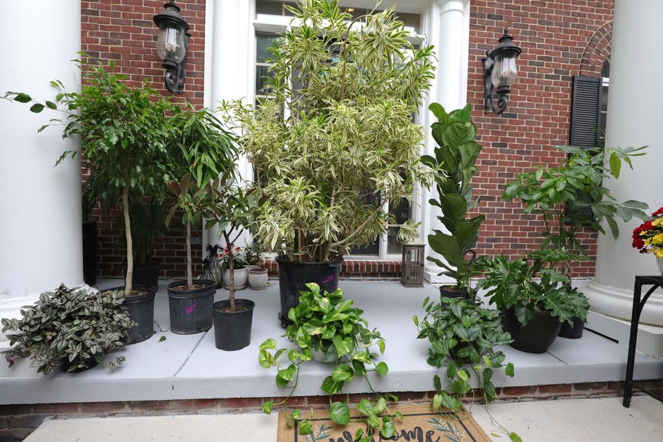 5 Feet Large Fiddle Leaf Tree in 10 Inch Pot - Indoor Plants - Low Light Air Purifier Plant - Live Fig Tree