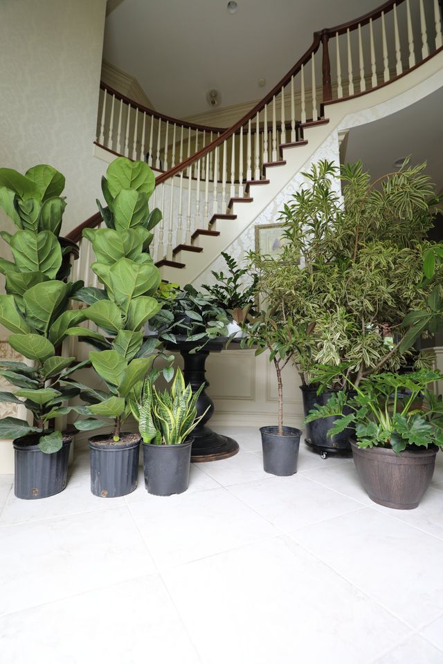 5 Feet Large Fiddle Leaf Tree in 10 Inch Pot - Indoor Plants - Low Light Air Purifier Plant - Live Fig Tree