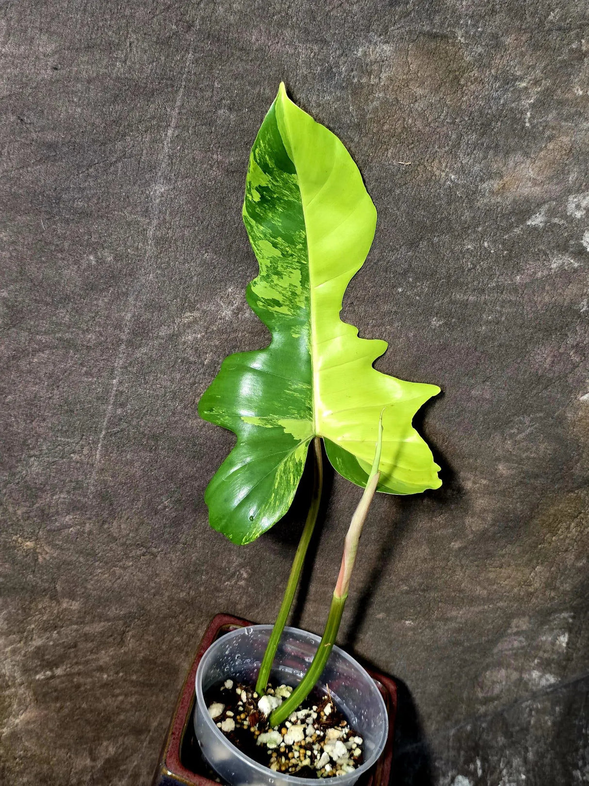 Variegated Philodendron Florida Beauty x Mayoi - (June-5-80)
