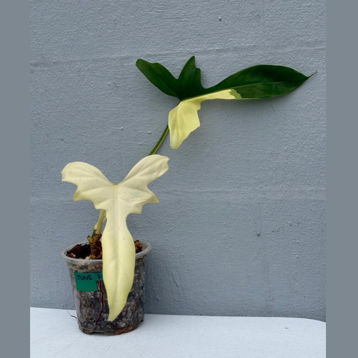 Philodendron Golden Dragon Variegated Established Plant in a Nursery Pot- Collector Rare Indoor Plants - Live Plant - SAME plant - US Seller