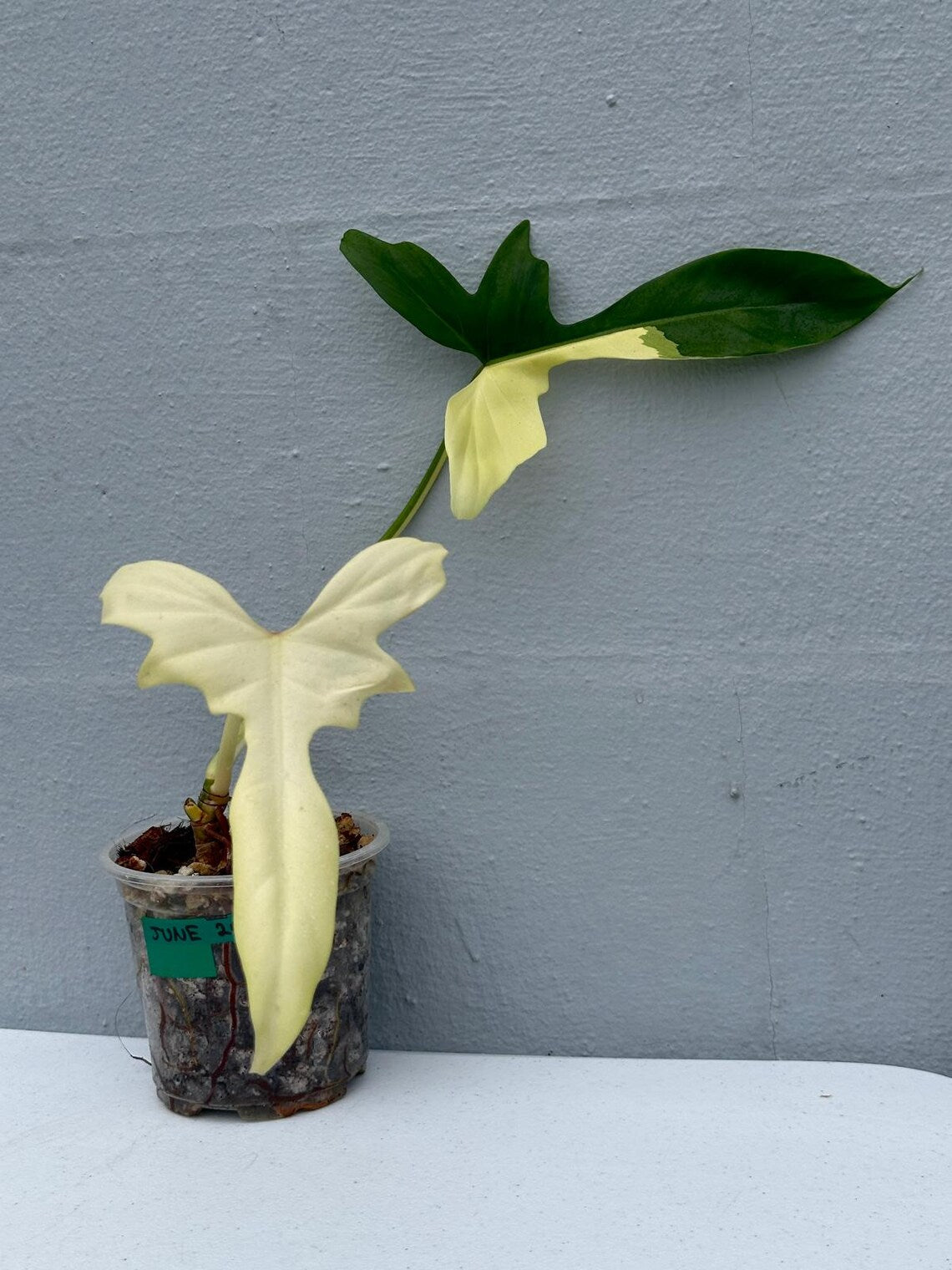 Philodendron Golden Dragon Variegated Established Plant in a Nursery Pot- Collector Rare Indoor Plants - Live Plant - SAME plant - US Seller