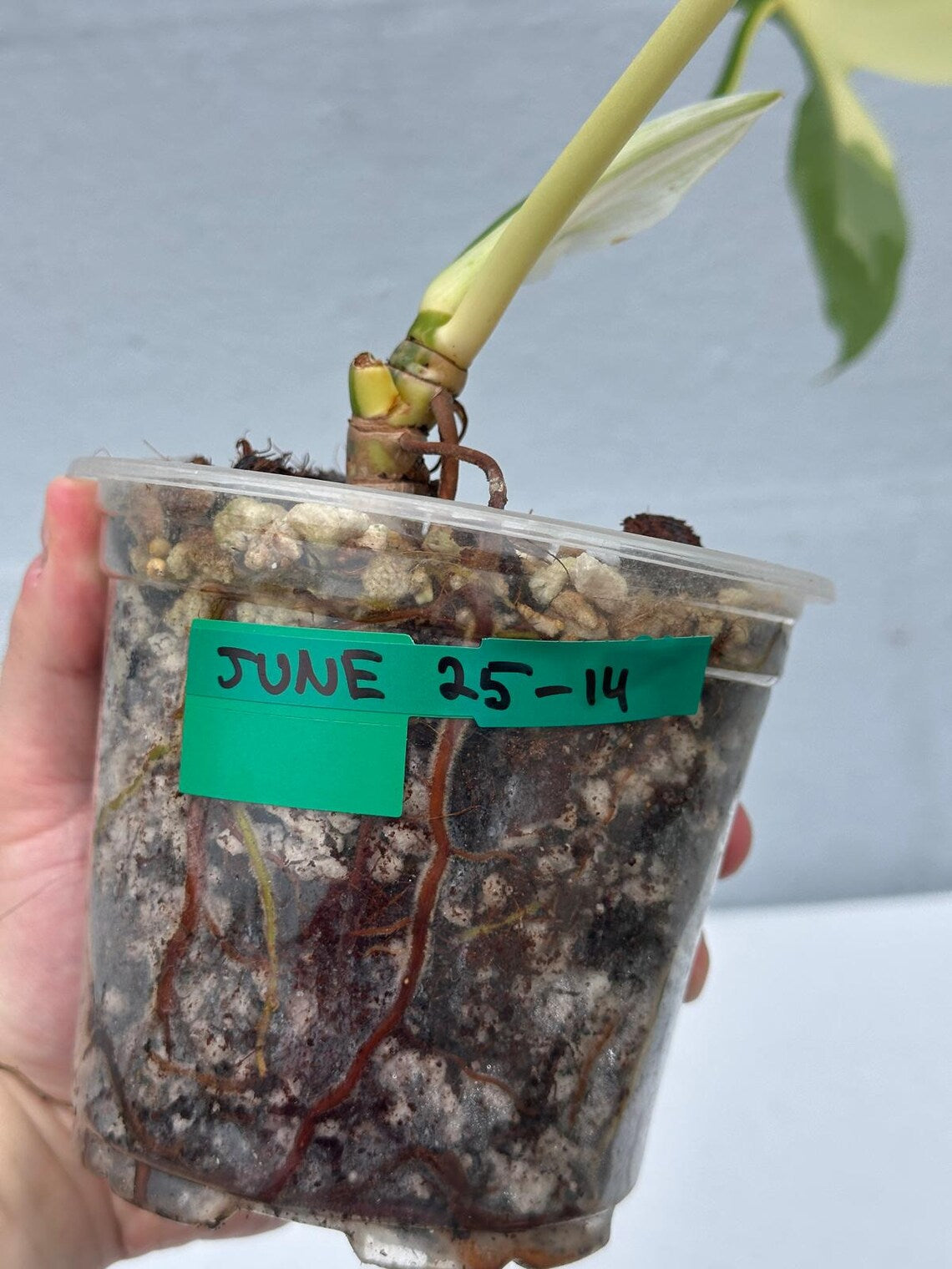 Philodendron Golden Dragon Variegated Established Plant in a Nursery Pot- Collector Rare Indoor Plants - Live Plant - SAME plant - US Seller