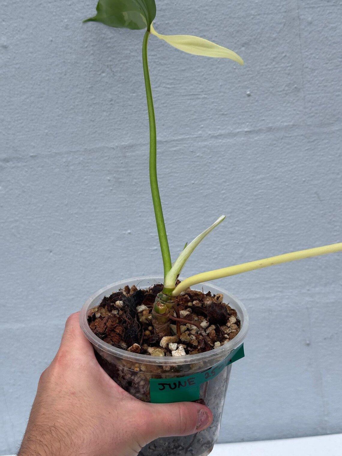 Philodendron Golden Dragon Variegated Established Plant in a Nursery Pot- Collector Rare Indoor Plants - Live Plant - SAME plant - US Seller